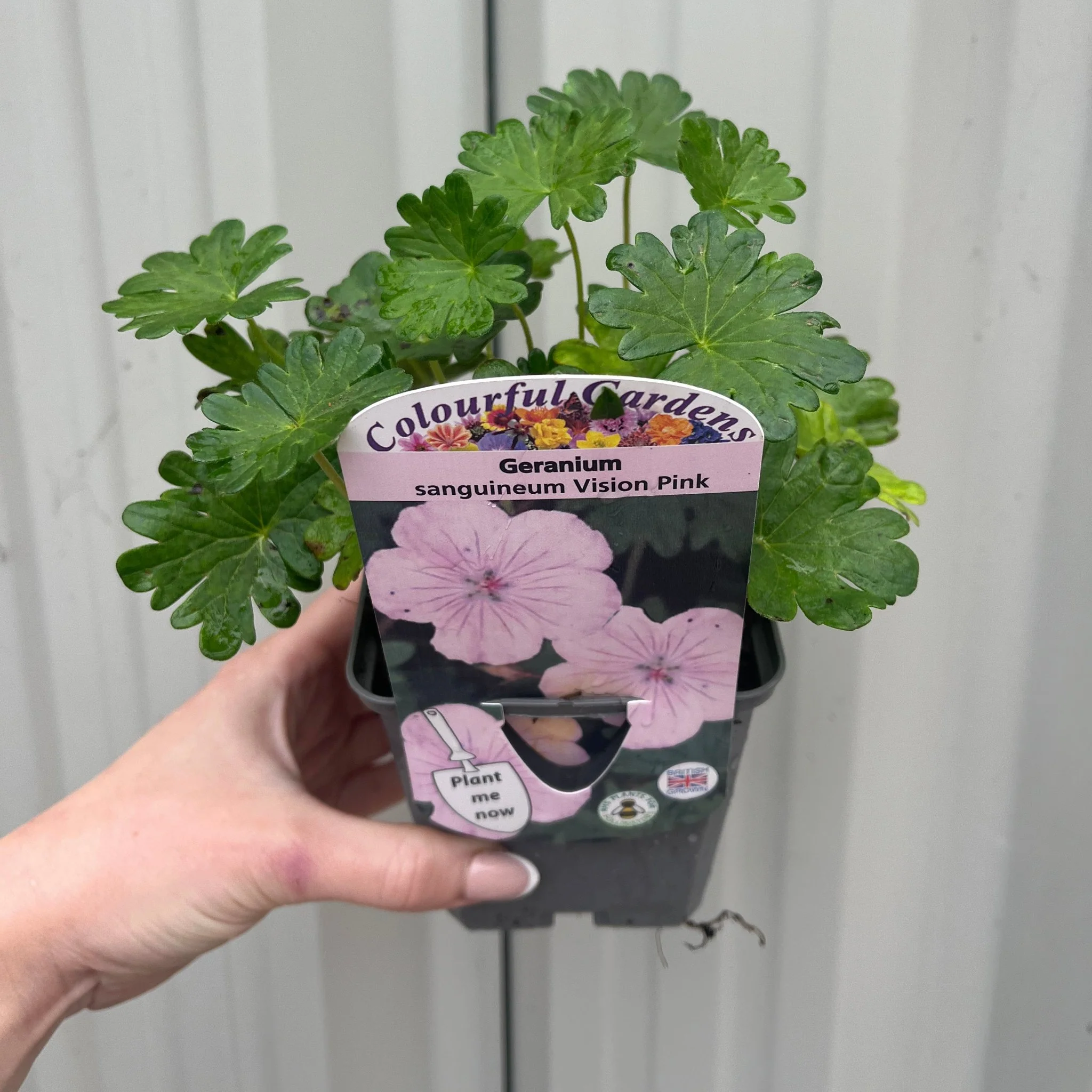 Geranium sanguineum 'Vision Pink' 9cm - Image 2