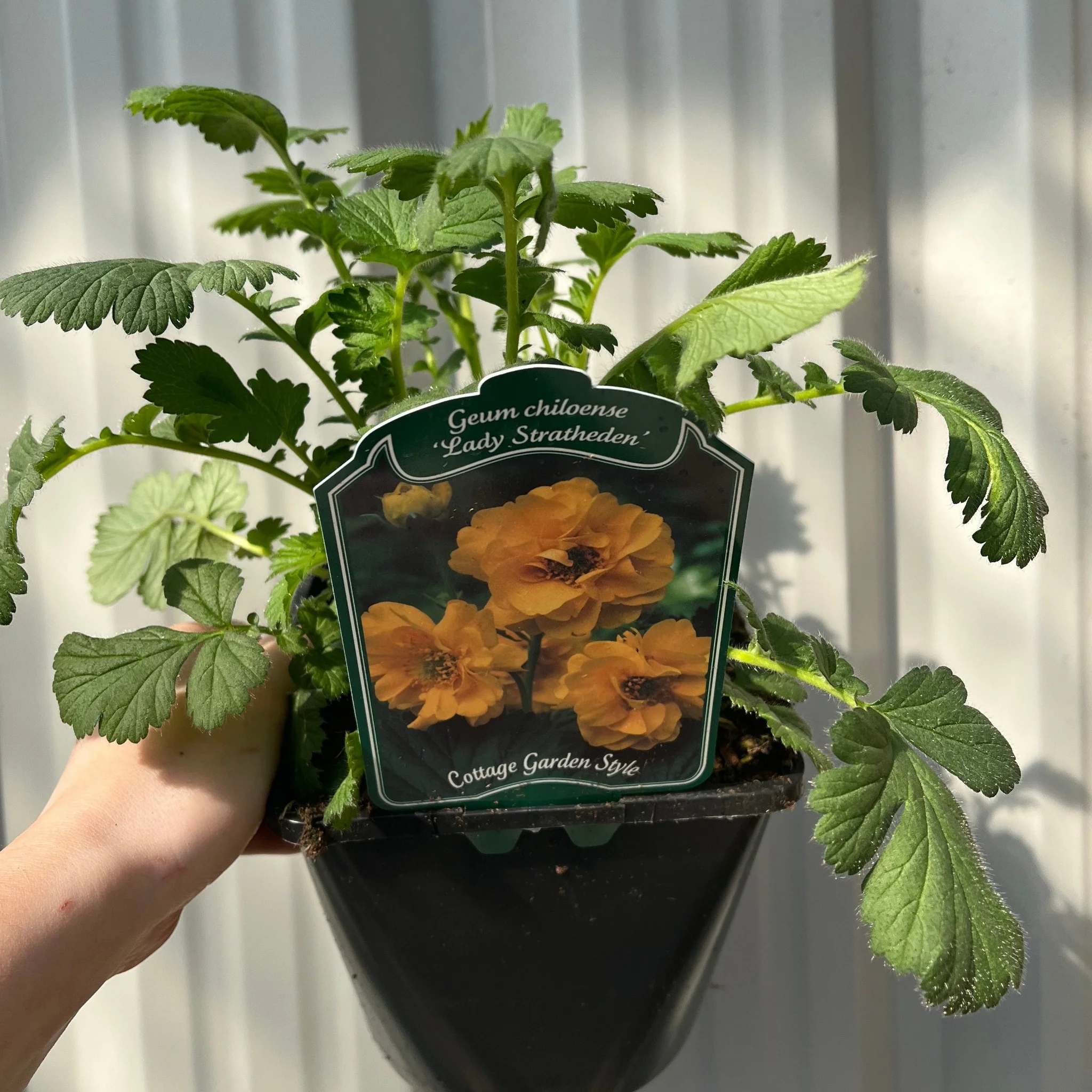 Geum 'Lady Stratheden' (Various Sizes Available) - Image 5