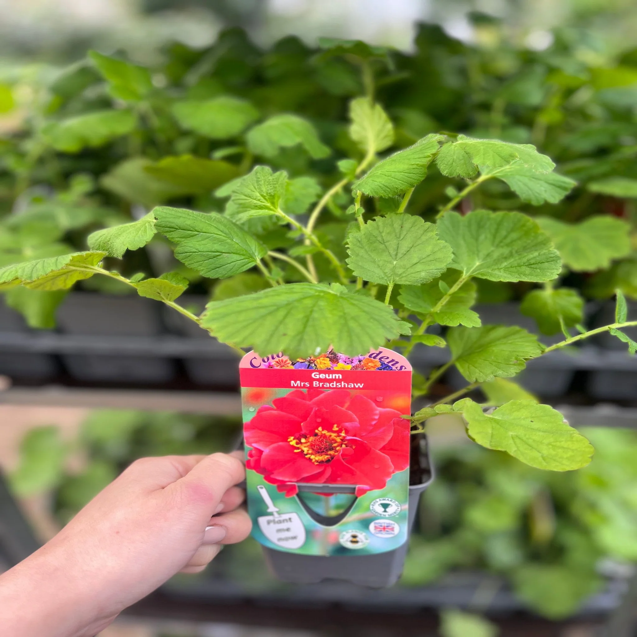 Geum 'Mrs Bradshaw' 9cm/1.5L/3L Pot - Image 3