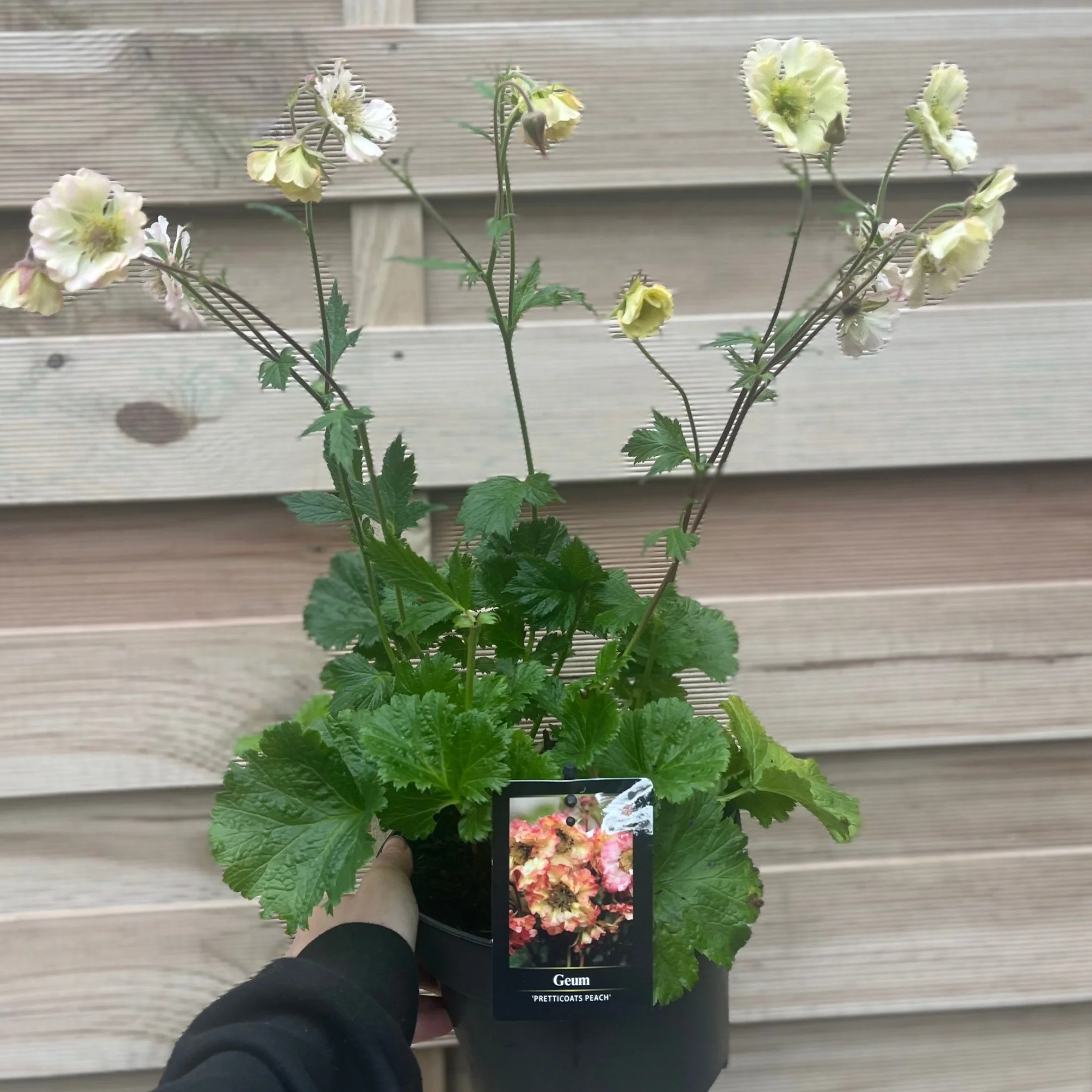 Geum pretticoats peach 3L - Image 2
