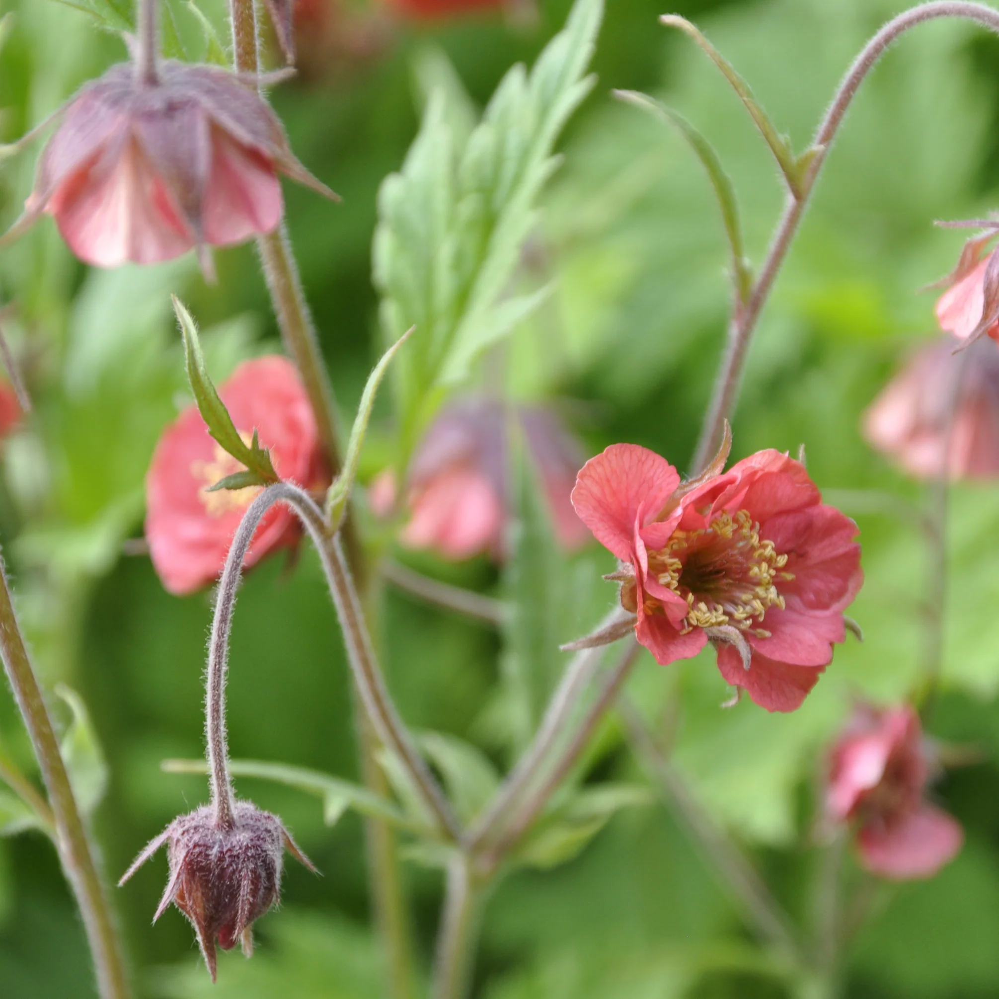 Geum rivale 2L - Image 2