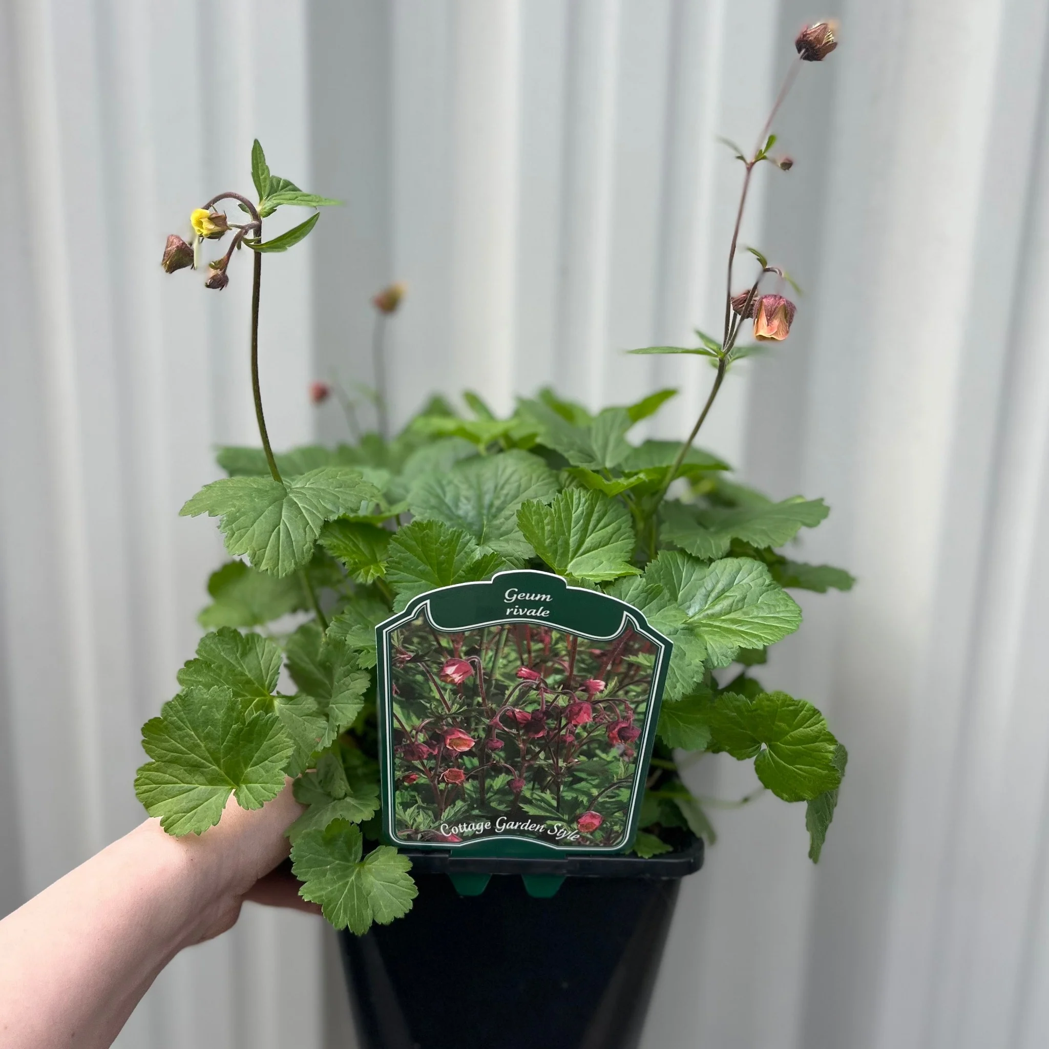 Geum rivale 2L - Image 3