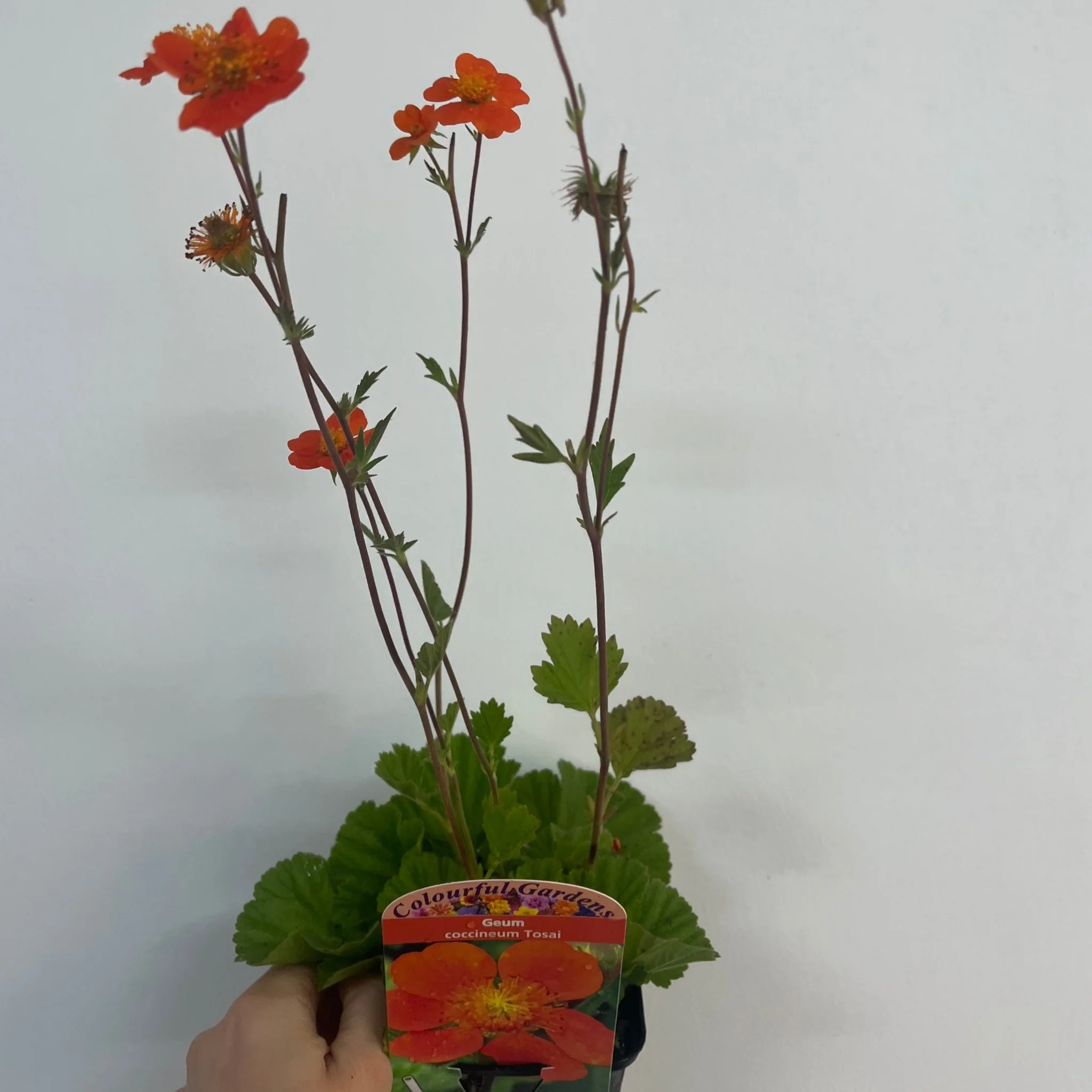 Geum coccineum 'Tosai' 9cm - Image 2