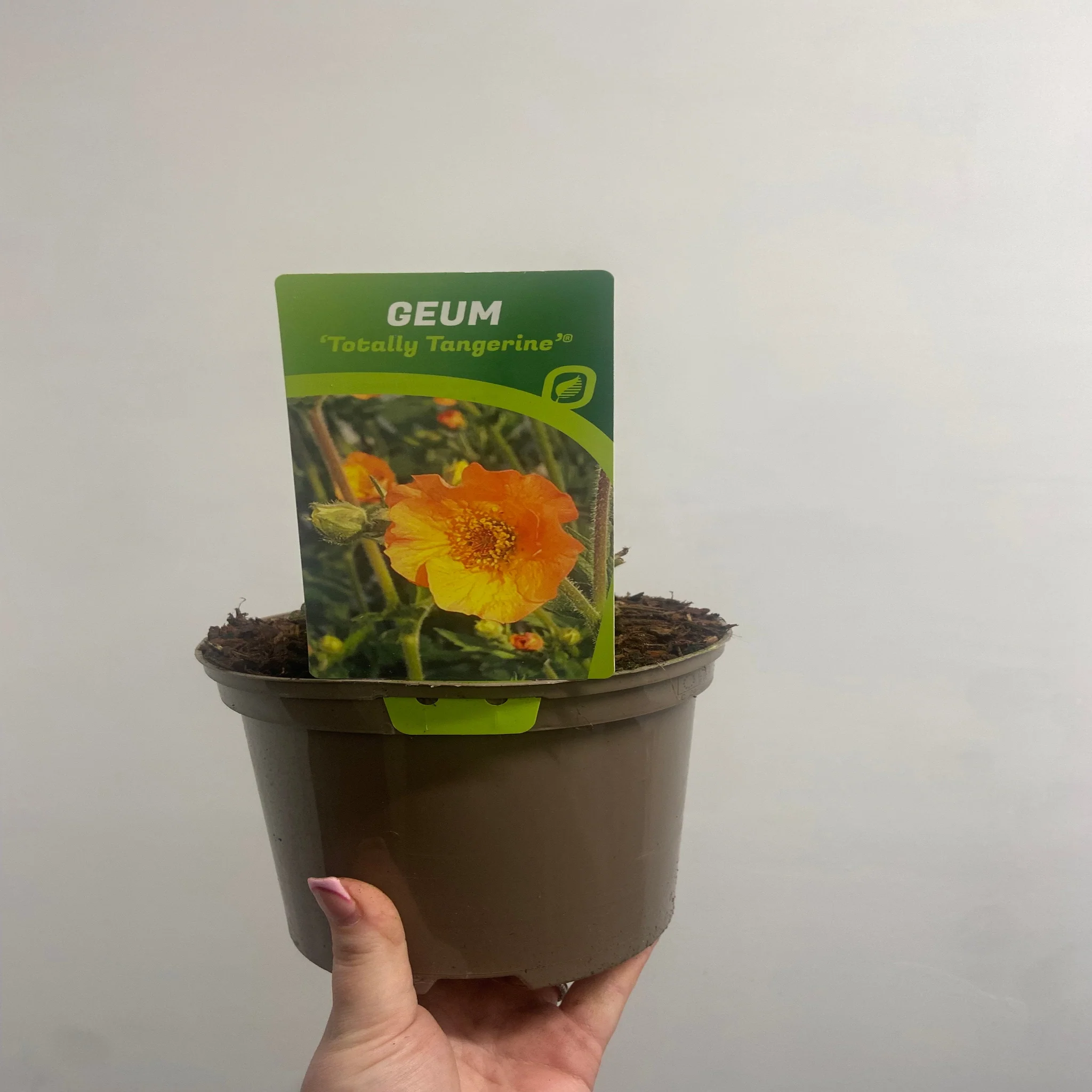 Geum 'Totally Tangerine' 2L - Image 3