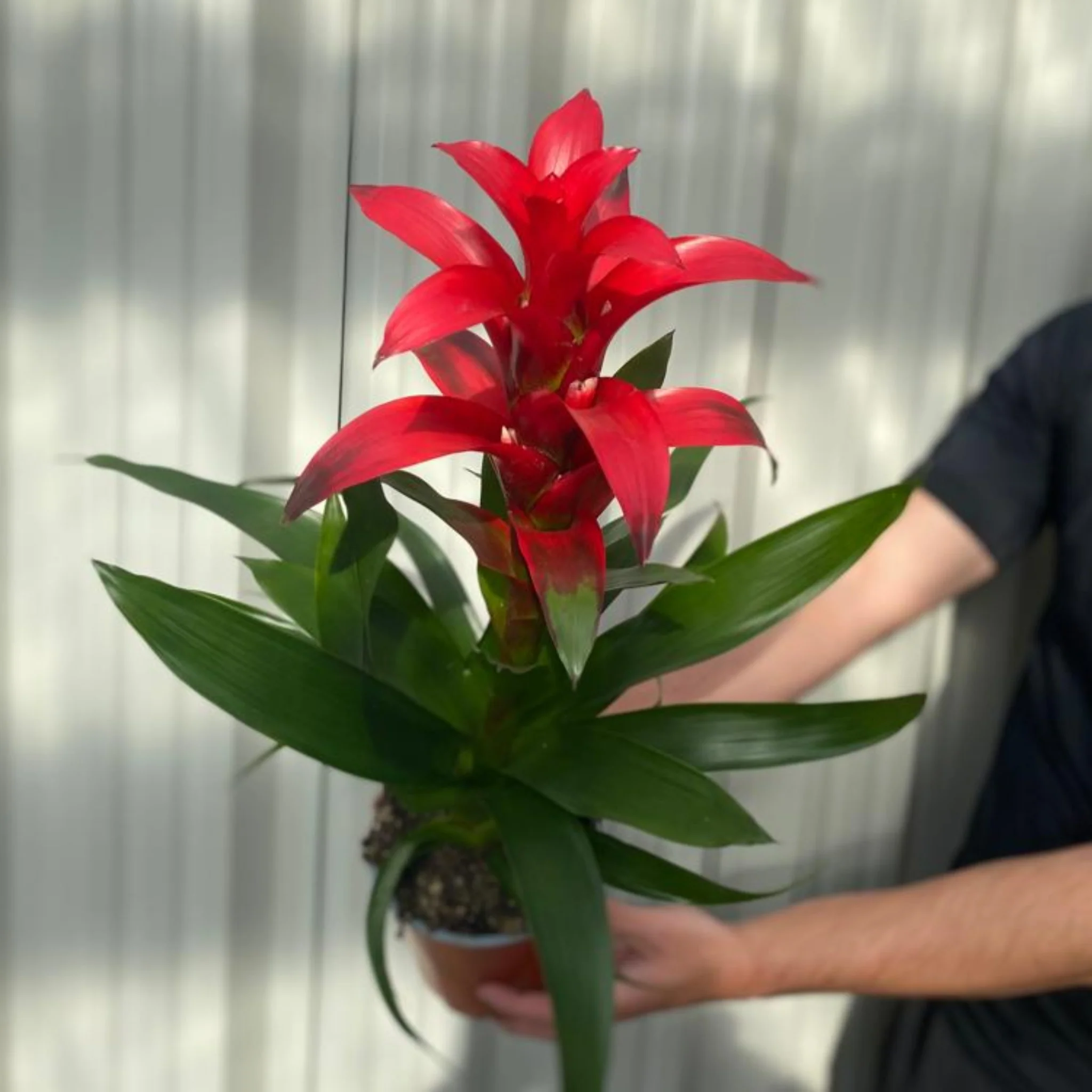 Guzmania amaretto - Red - Image 2
