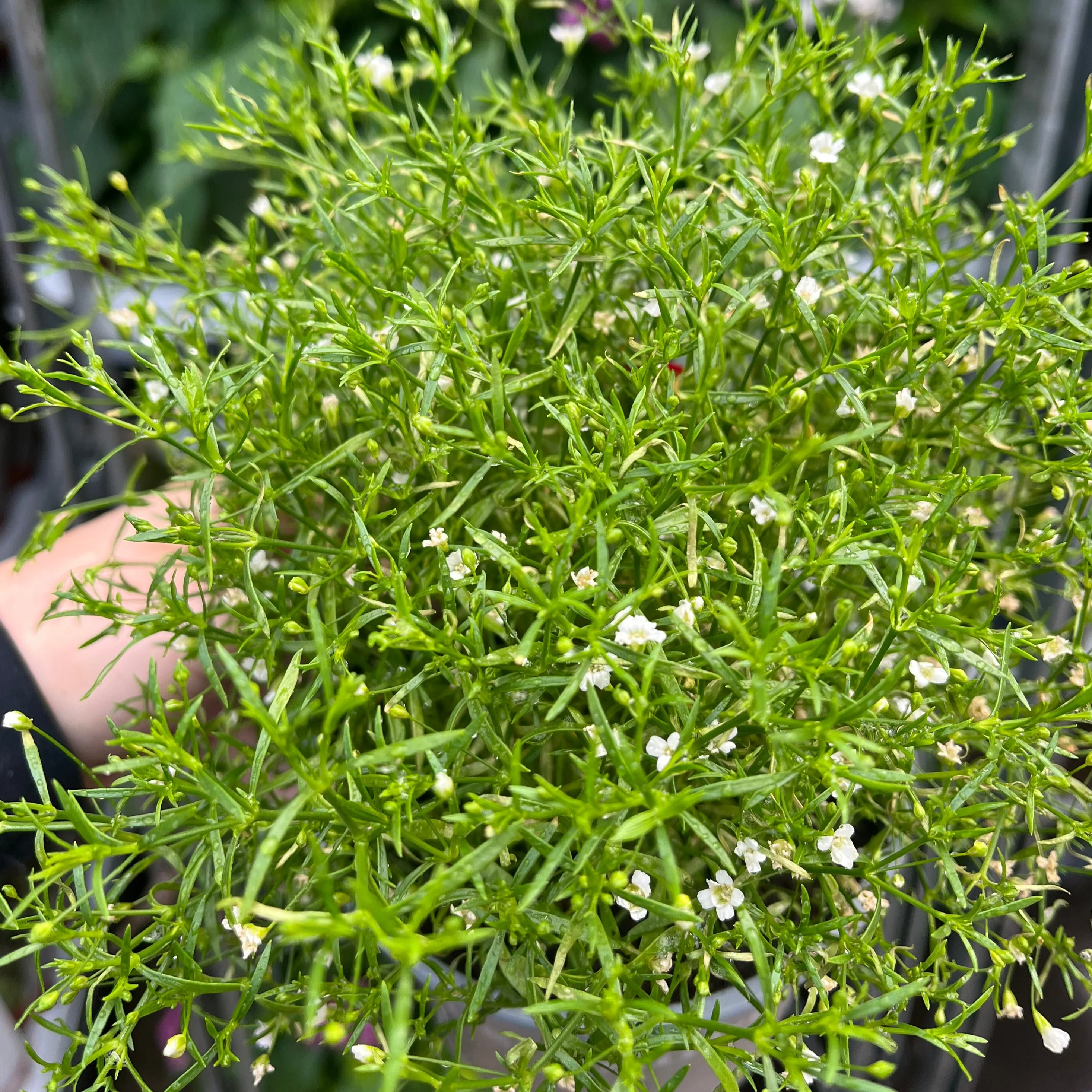 Gypsophila paniculata White 1.5L - Image 3