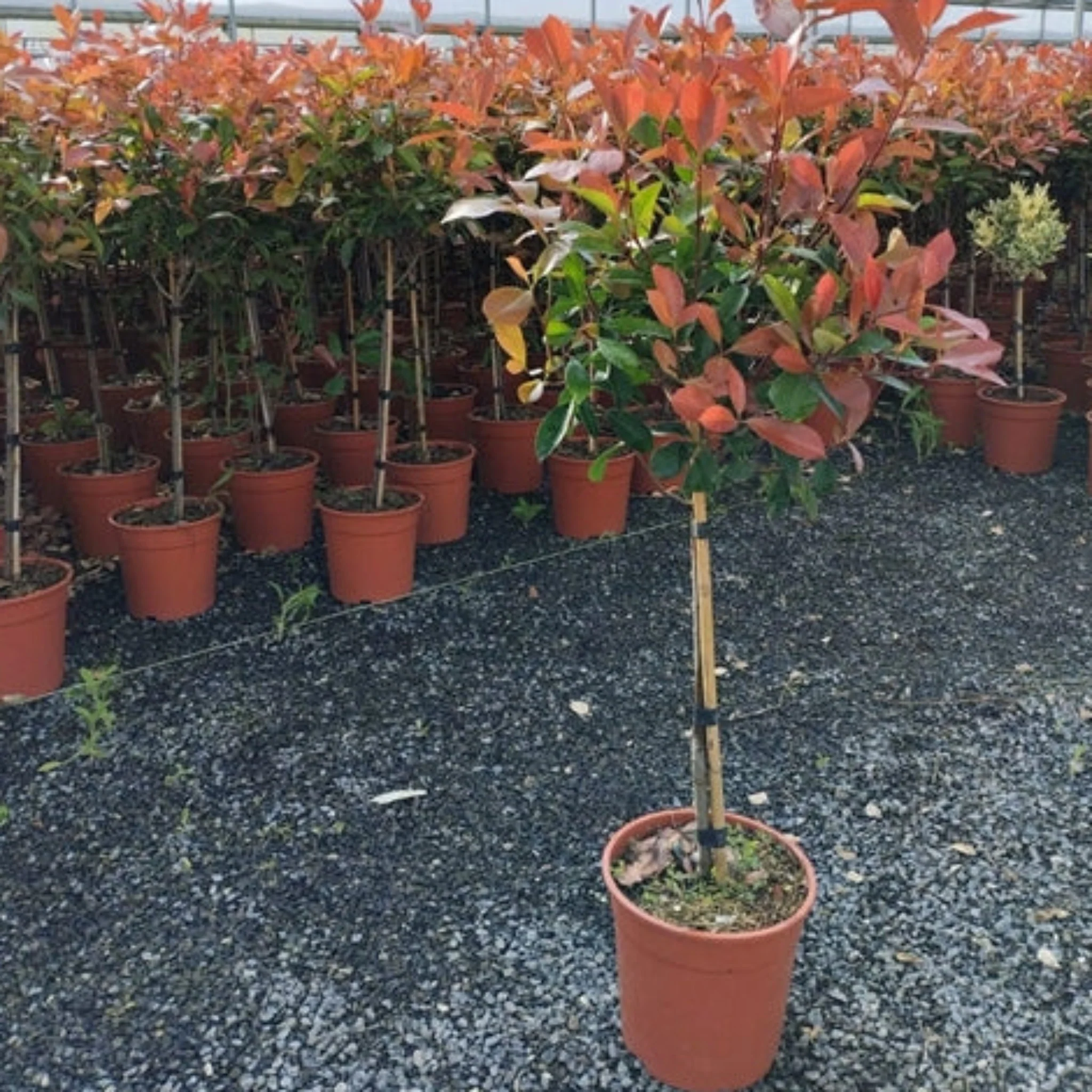 Half Standard Photinia 'Red Robin' 100cm - Image 3