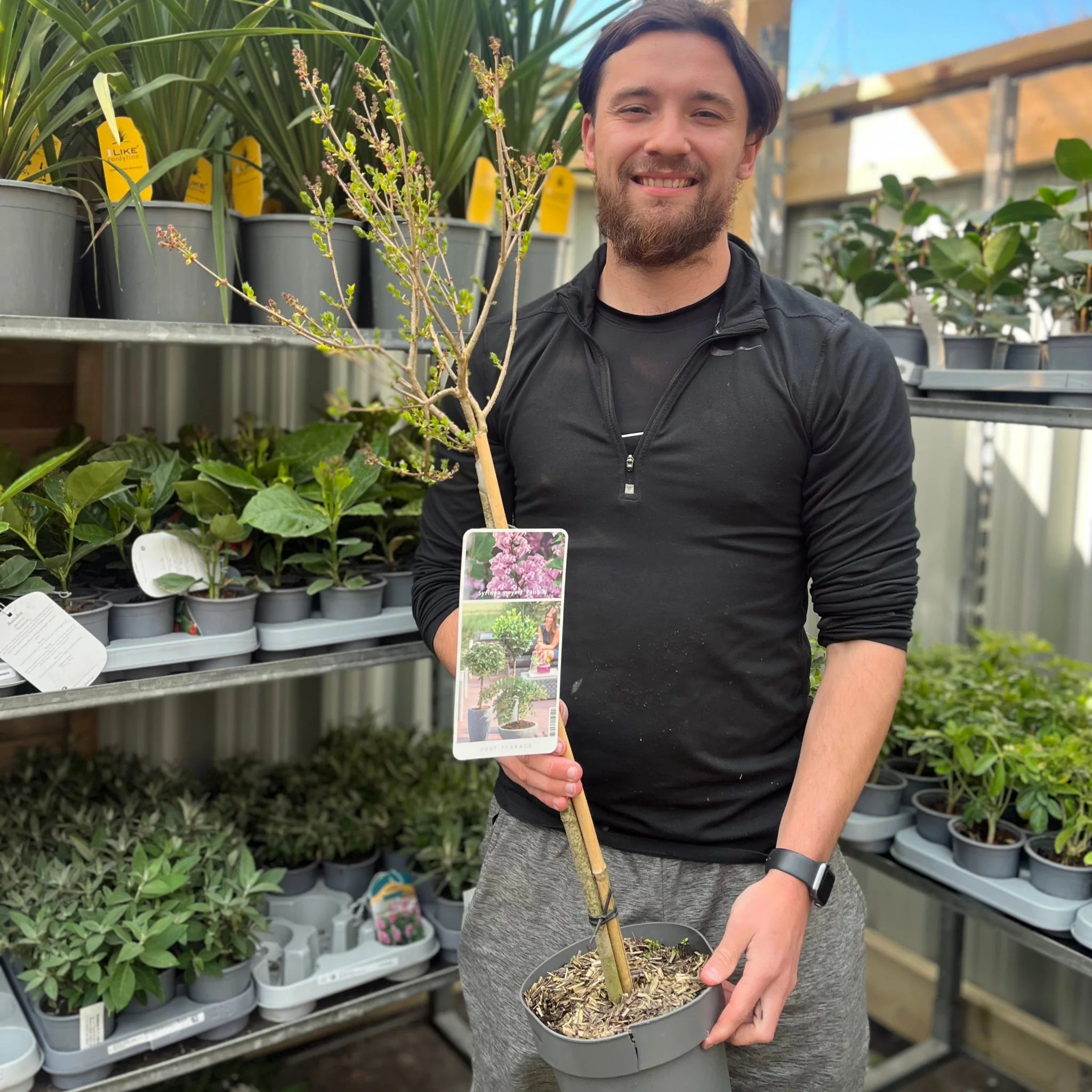 Half Standard Syringa meyeri 'Palibin' (Lilac) 3L (80-90cm inc. pot)