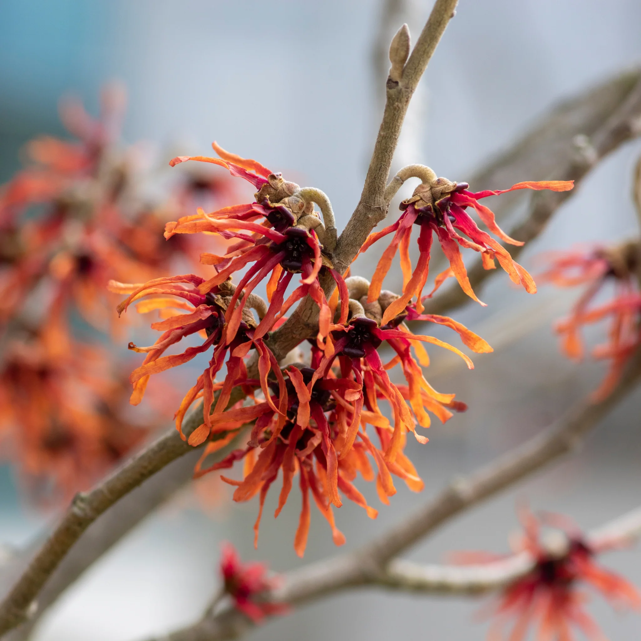 Hamamelis - Orange Beauty (Witch Hazel) 5L - Image 2