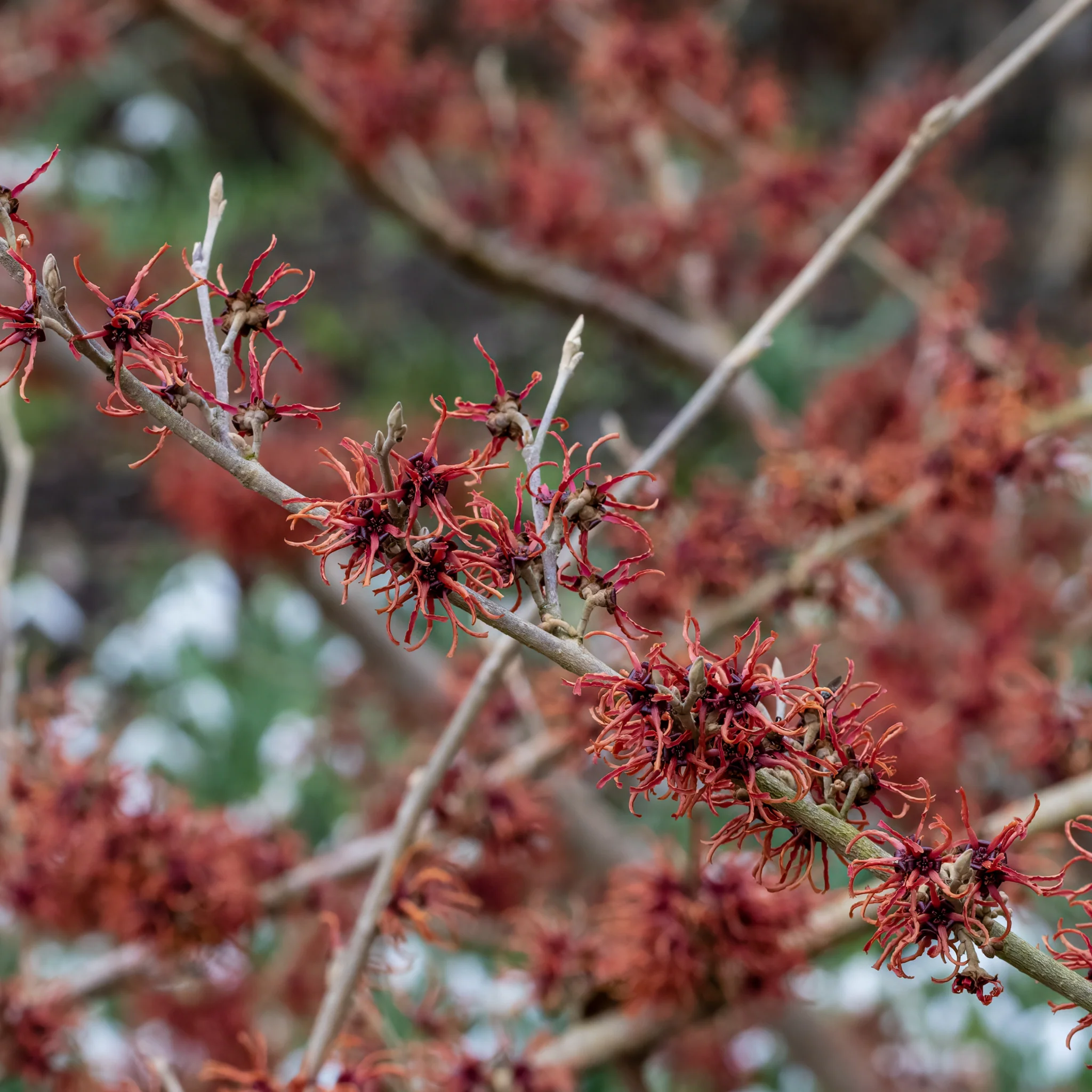 Hamamelis - Rubin (Witch Hazel) 2L / 5L - Image 2