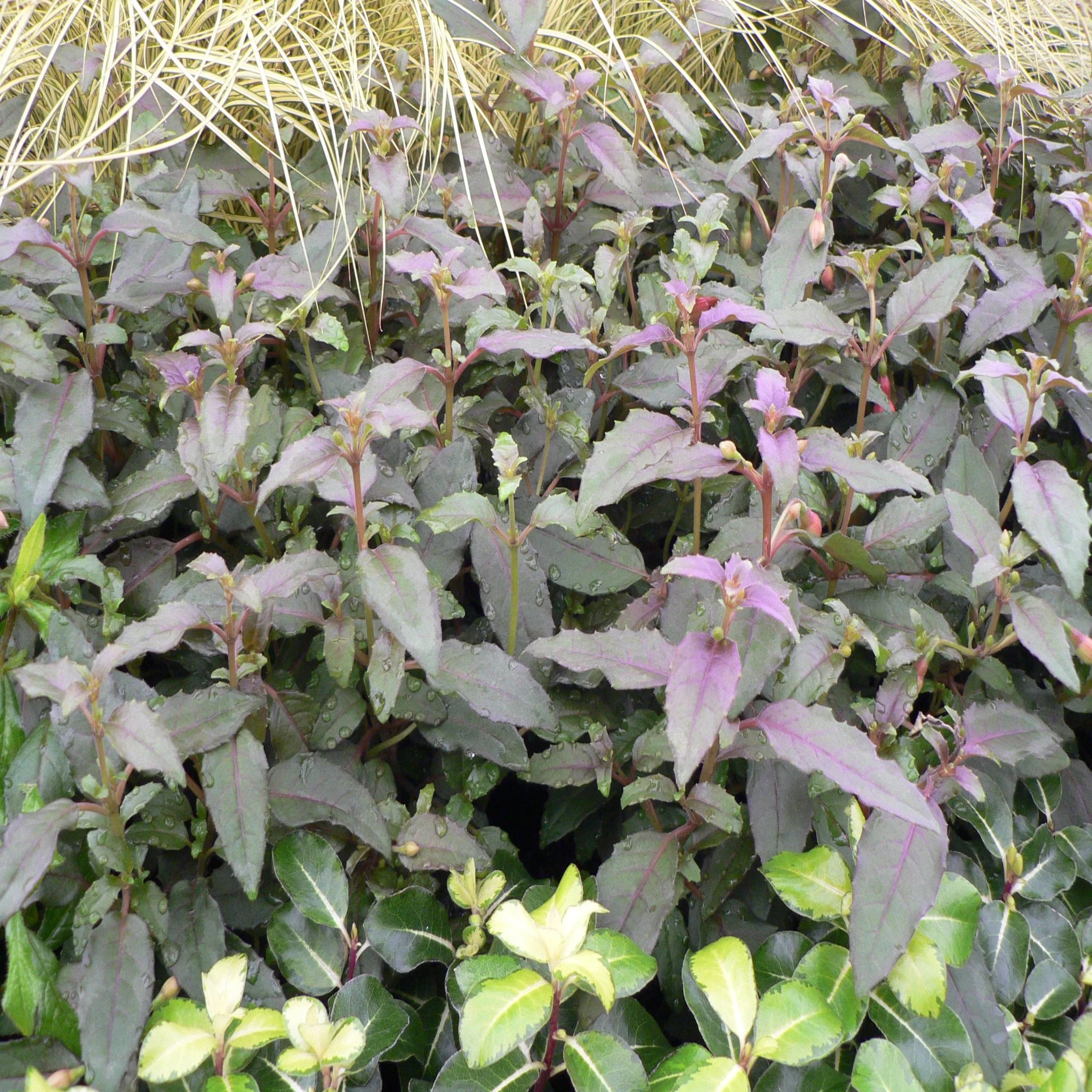 Hardy Fuchsia 'Alice Hoffman' 9cm / 2L - Image 3