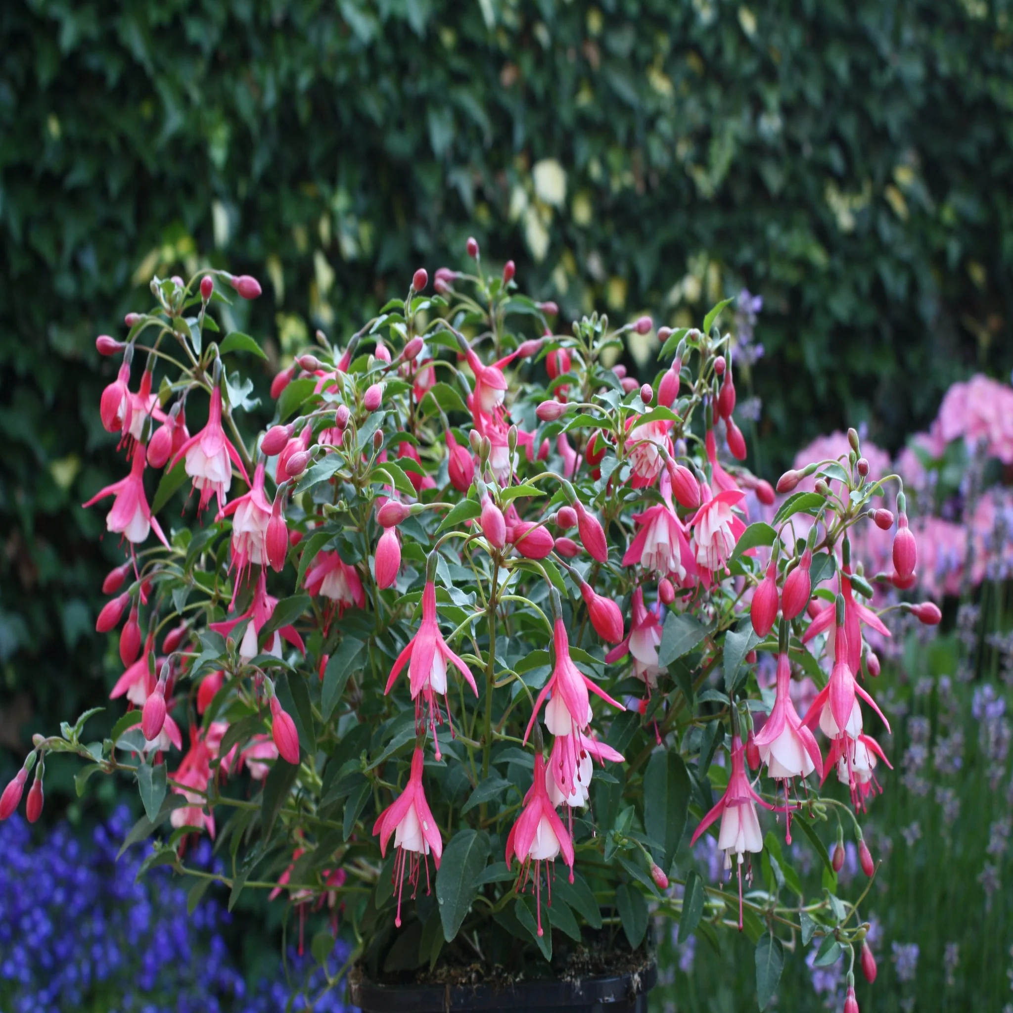 Hardy Fuchsia 'Lady Thumb' 9cm / 2L - Image 3