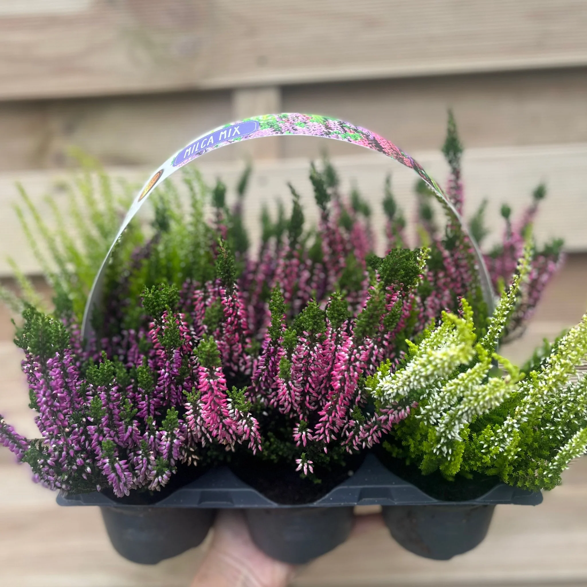 6 x Heather | Calluna vulgaris (Mixed Colours) - Image 2