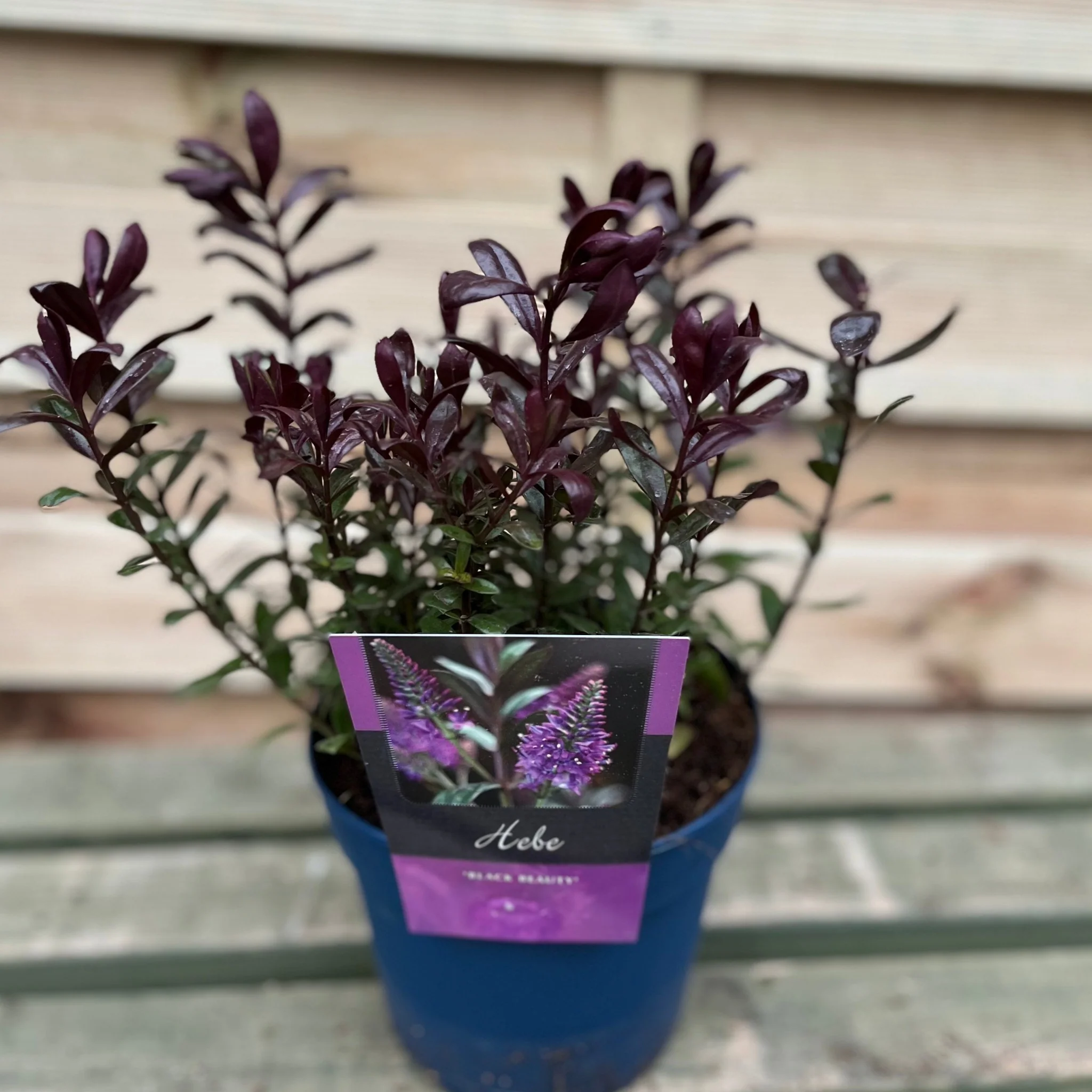 Hebe 'Black Beauty' 2L - Image 3