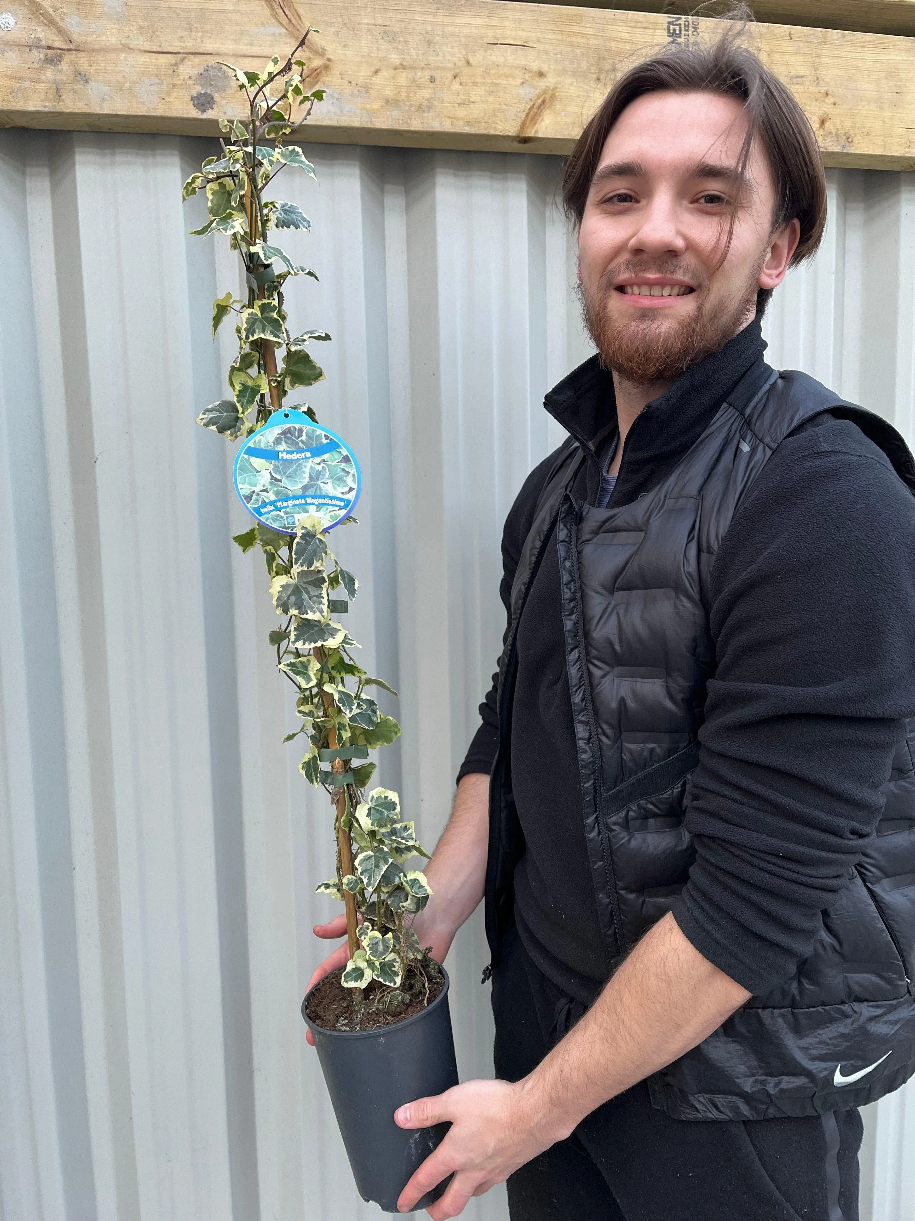 Hedera Helix 'Marginata Elegantissima' Climbing Ivy 1m - Image 3