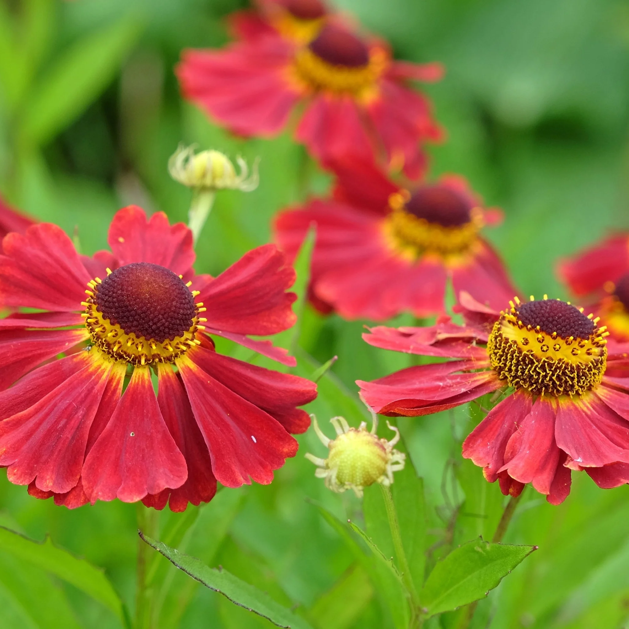 Helenium autumnale 'Ruby Tuesday' (Young Perennial) PRE ORDER SPRING '26