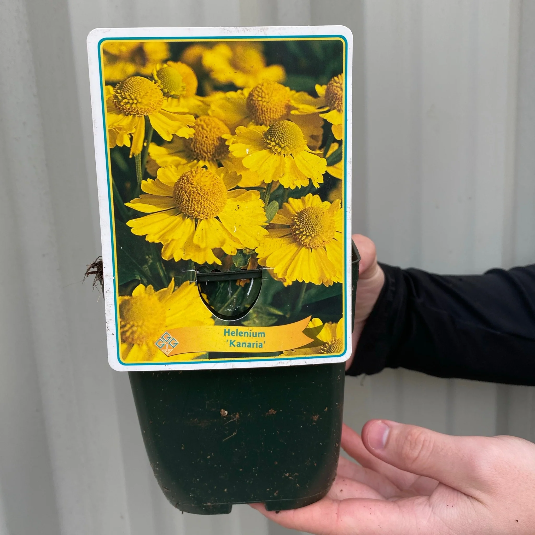 Helenium 'Kanaria' 1L - Image 3