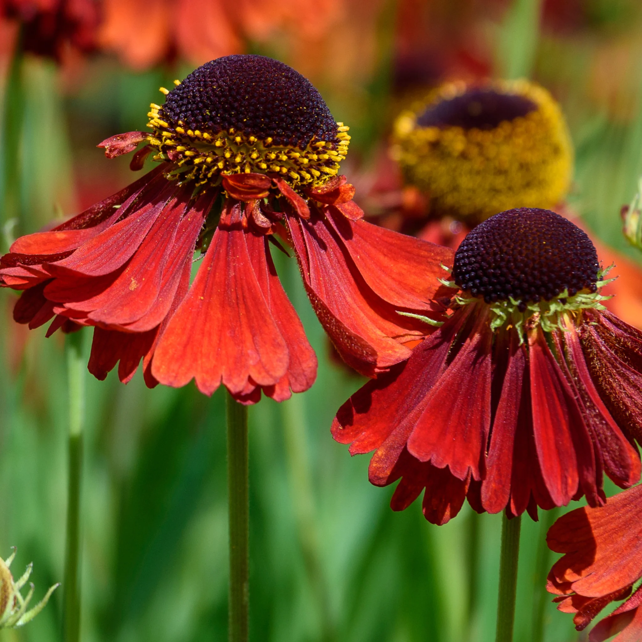Helenium 'Ruby Thuesday' 1.5L - Image 2