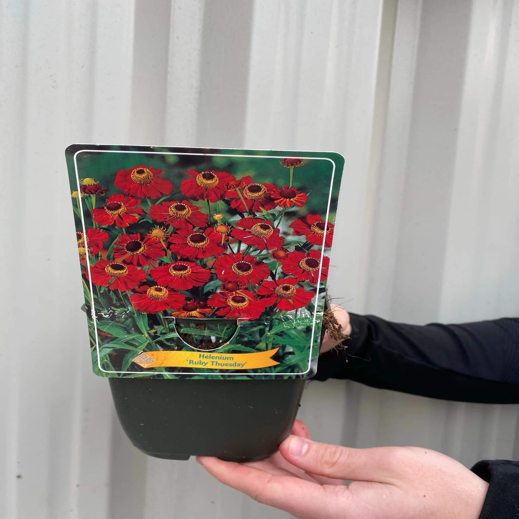 Helenium 'Ruby Thuesday' 1.5L - Image 3