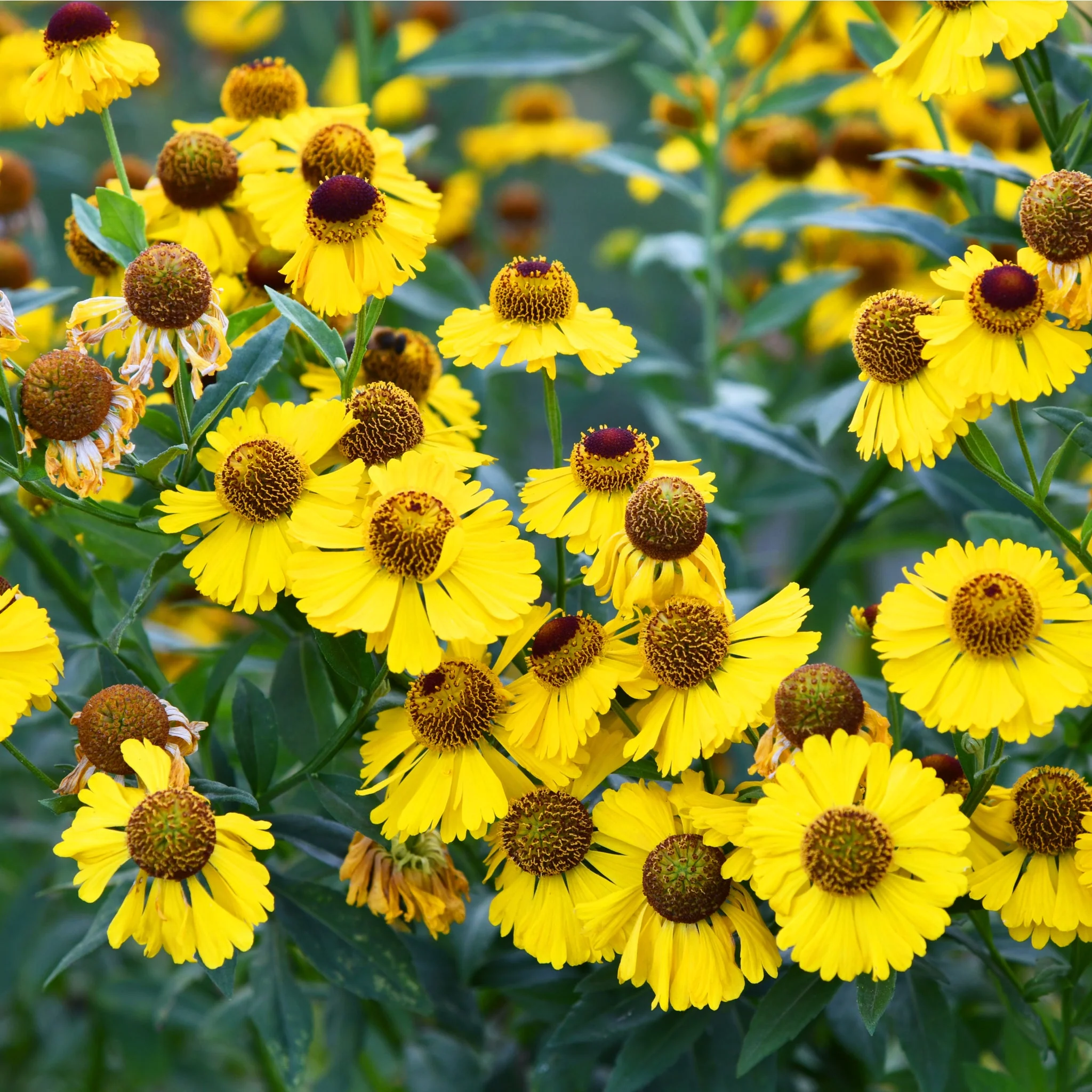 Helenium - Tip Top 1L - Image 2
