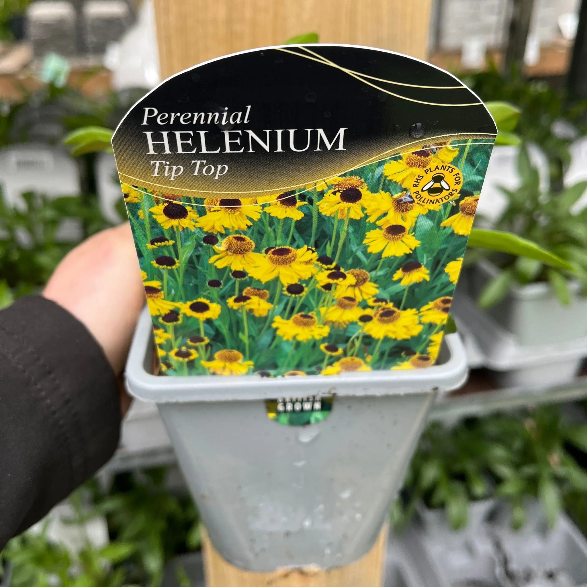 Helenium - Tip Top 1L - Image 3