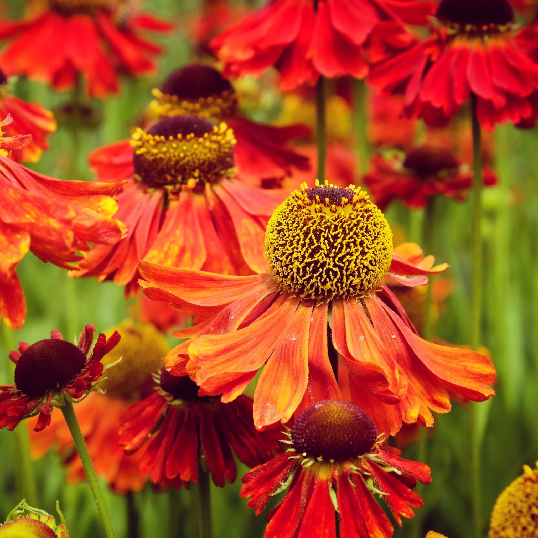 Helenium 'Tom' 1.5L - Image 2