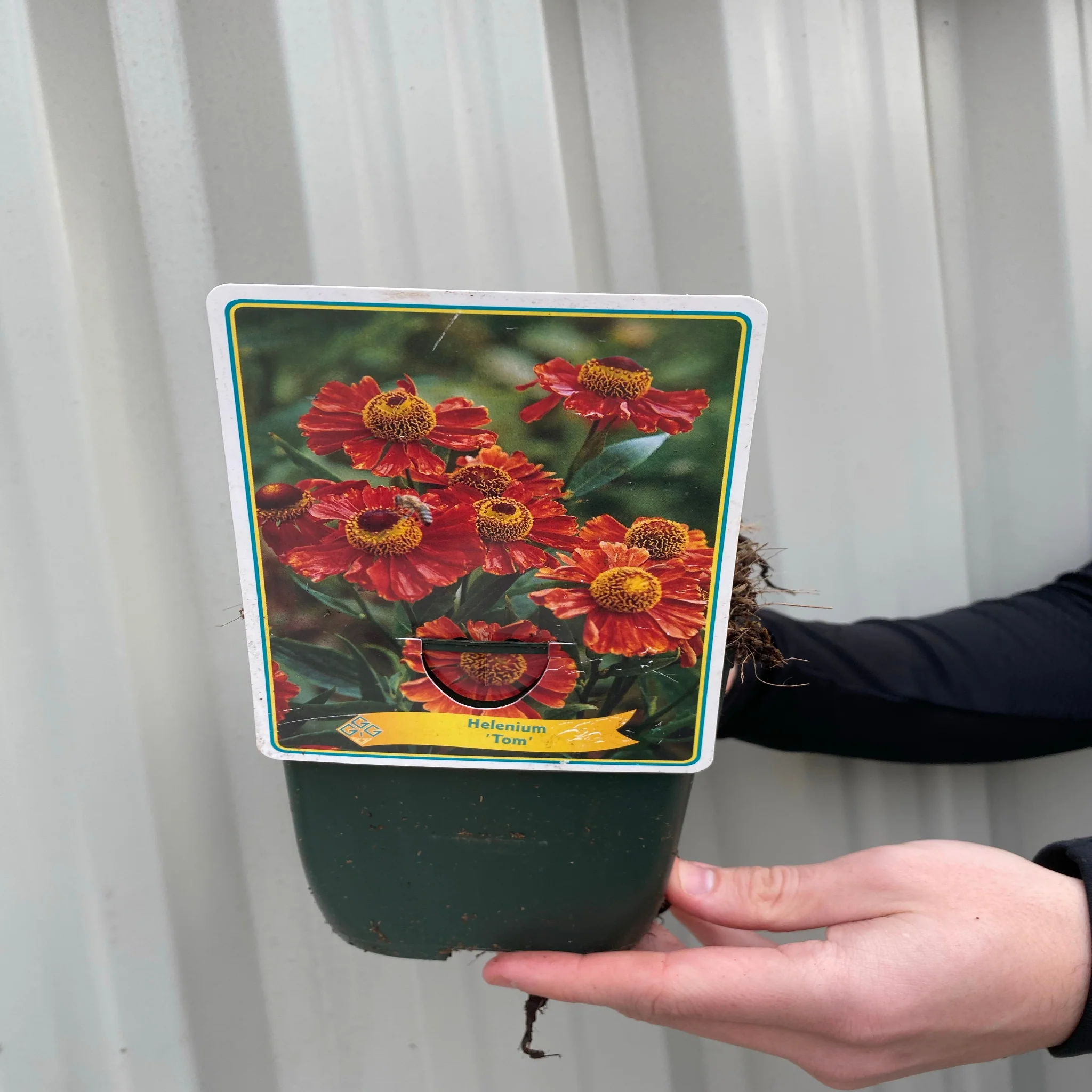 Helenium 'Tom' 1.5L - Image 3