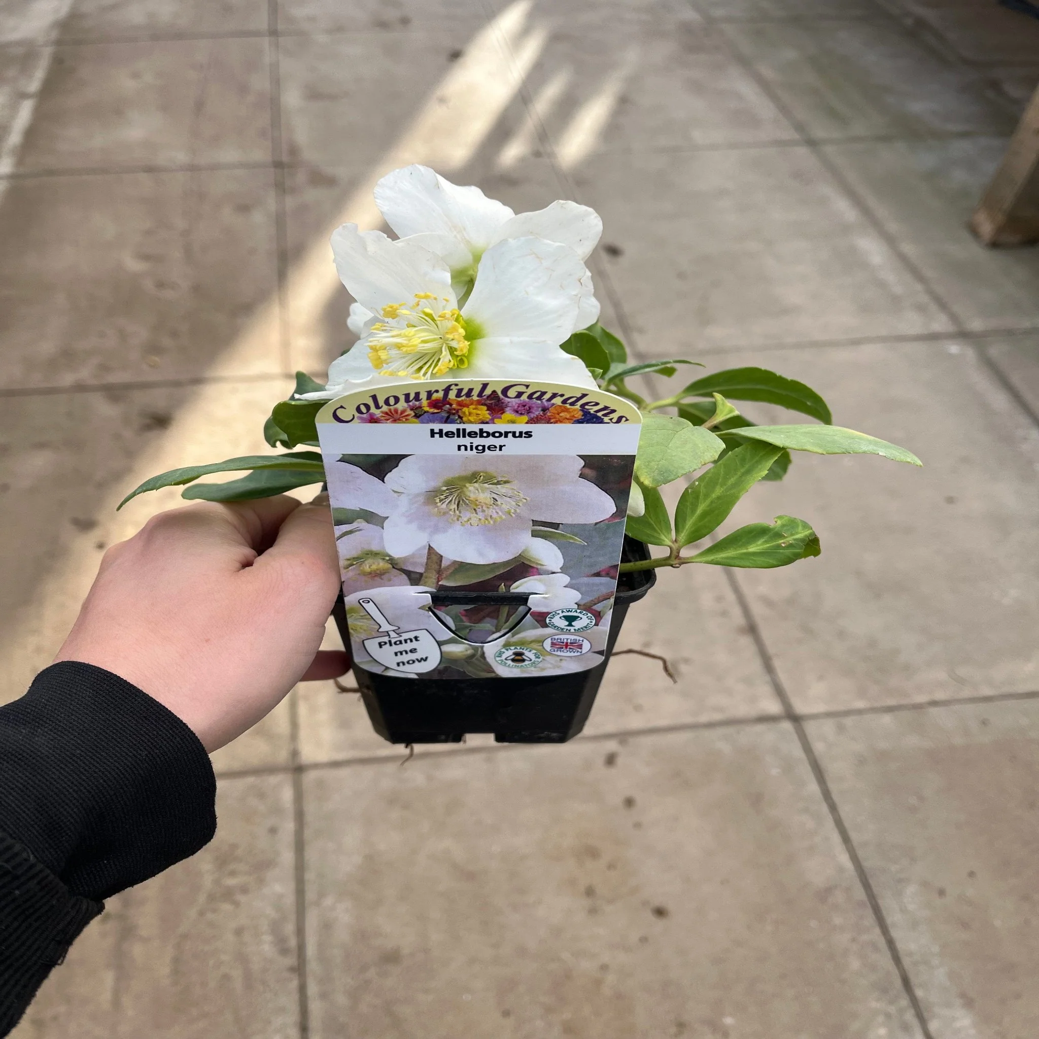 Helleborus nyger 'Christmas Carol' | Christmas Rose | Hellebore | 9cm-2L Available - Image 3