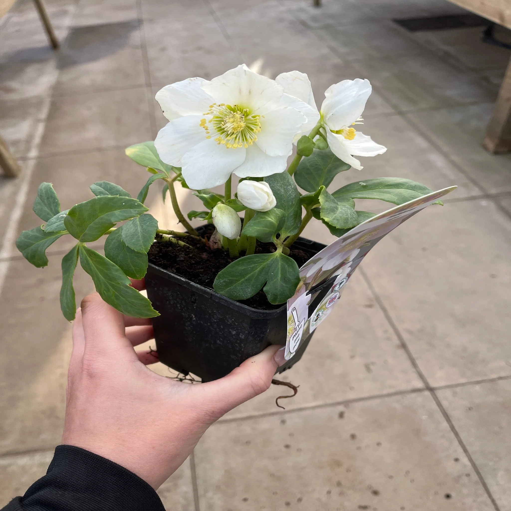 Helleborus nyger 'Christmas Carol' | Christmas Rose | Hellebore | 9cm-2L Available - Image 4