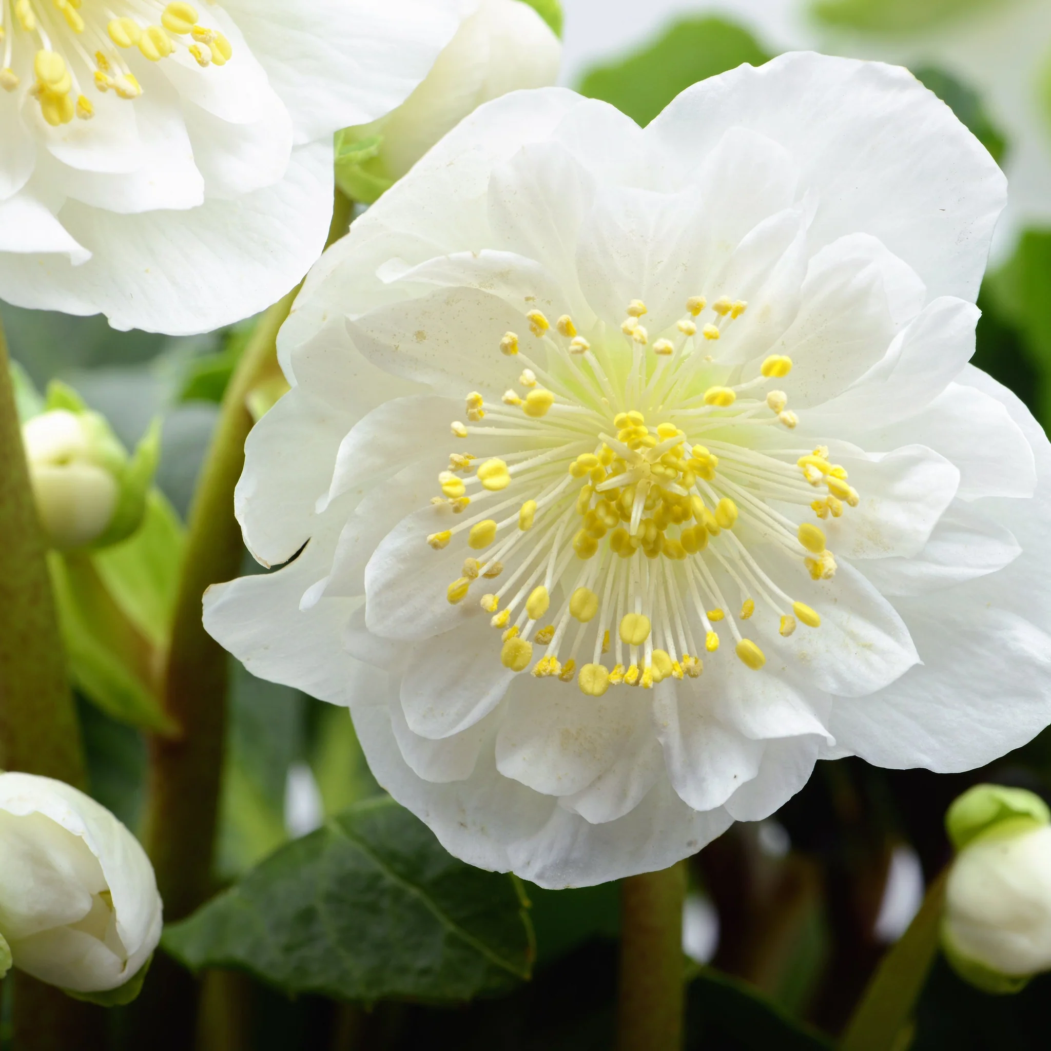 Helleborus nyger 'Christmas Carol' | Christmas Rose | Hellebore | 9cm-2L Available - Image 9