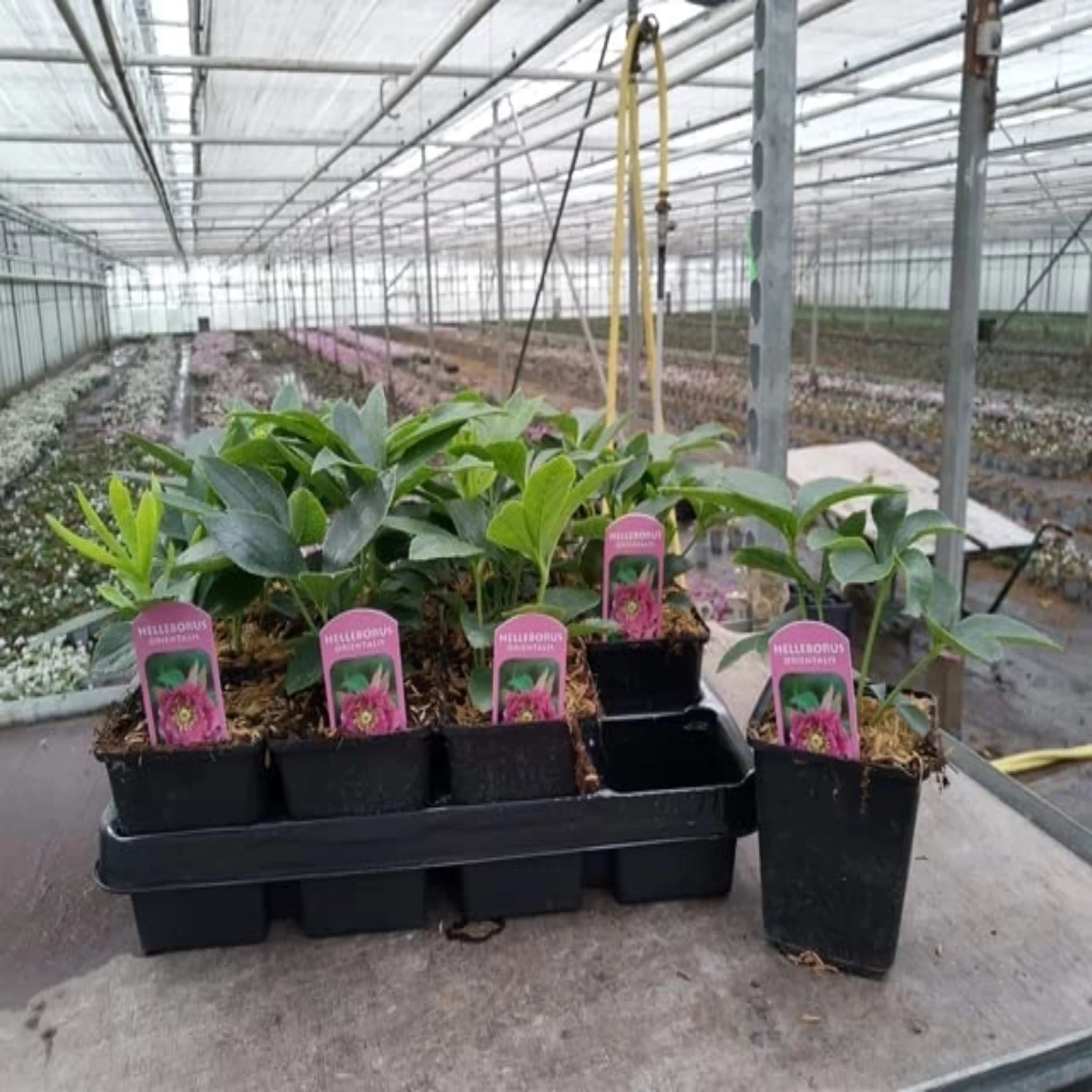 Hellebore/Helleborus orientalis - Pink (9cm) - Image 4