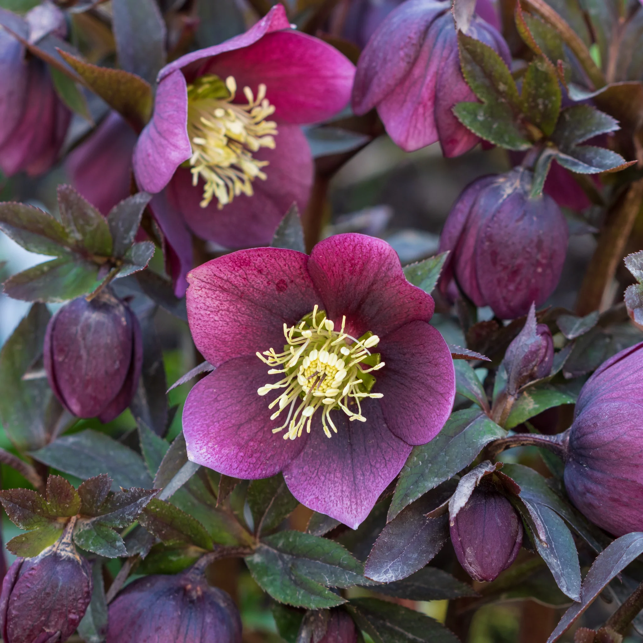 Helleborus orientalis - Purple (9cm)