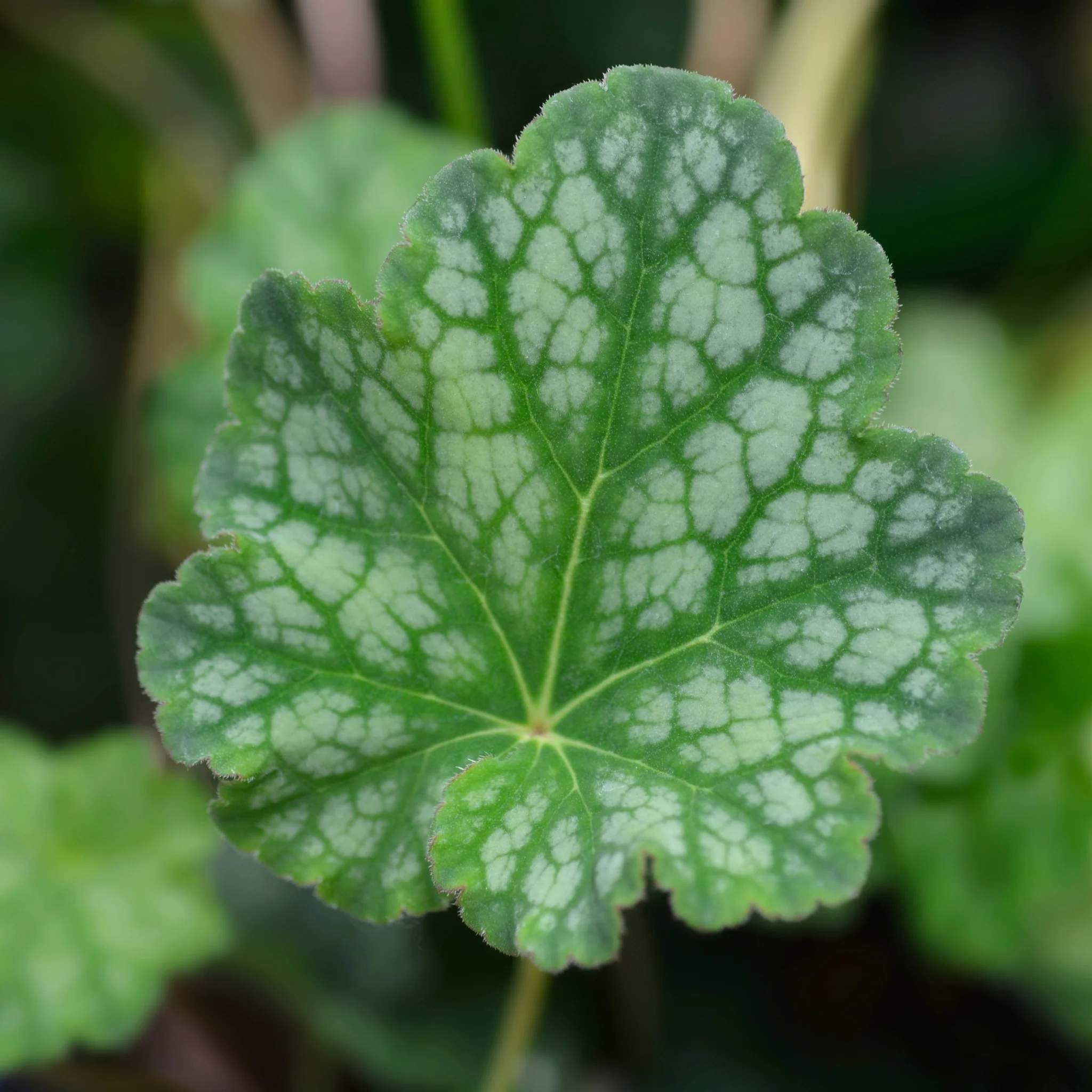 Heuchera americana 'Dales Strain' 9cm
