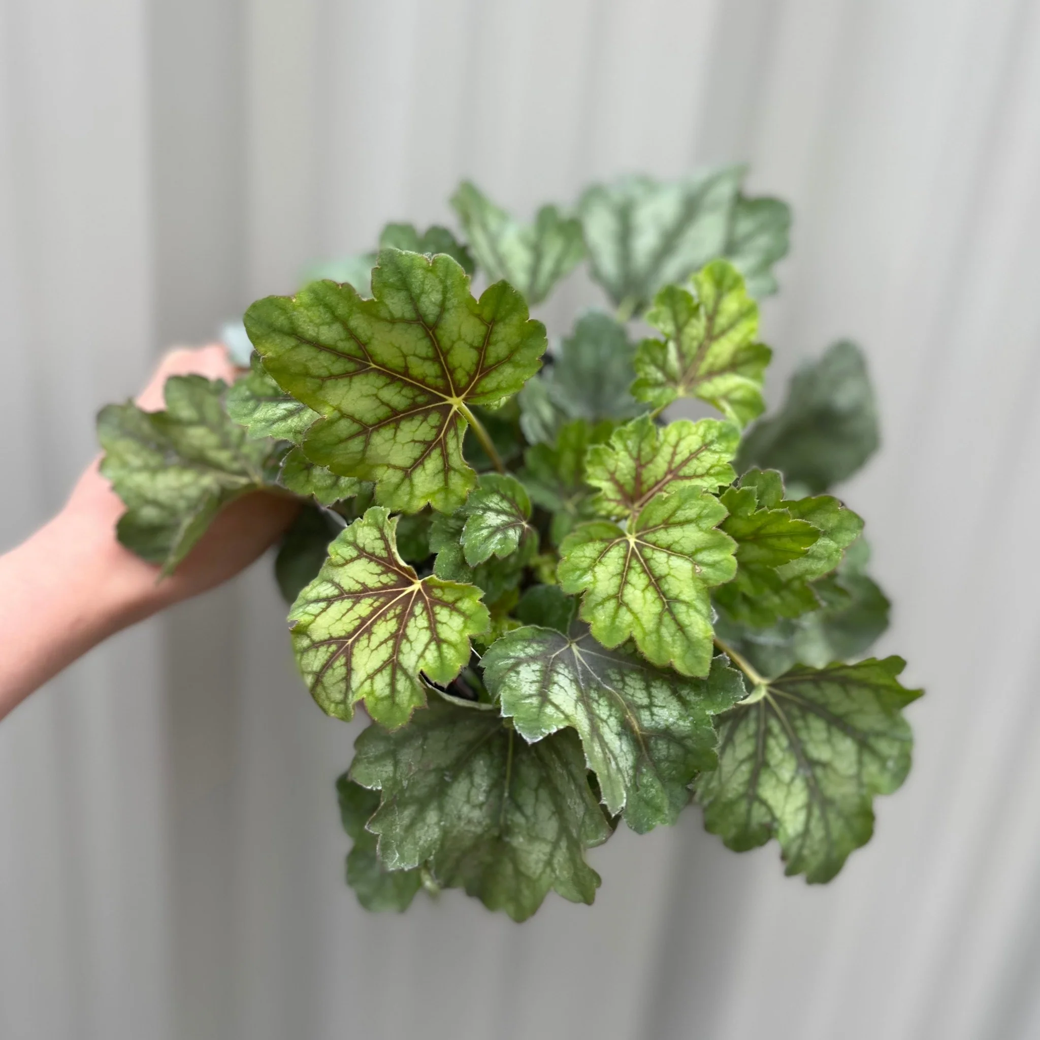 Heuchera 'American Marble' 9cm - Image 2