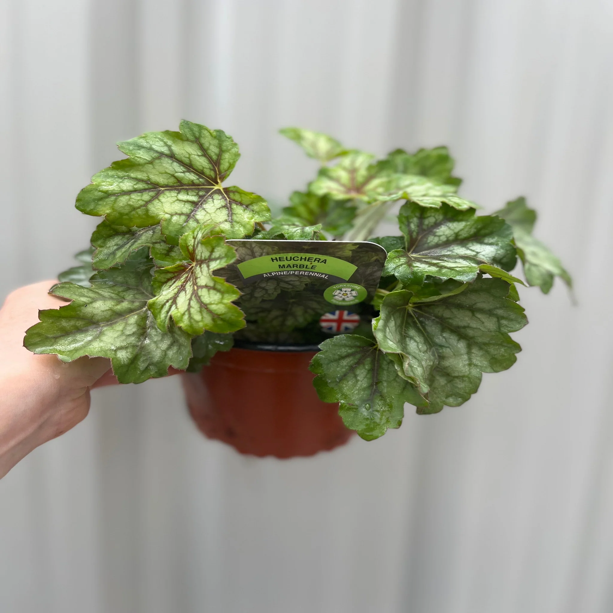 Heuchera 'American Marble' 9cm - Image 4