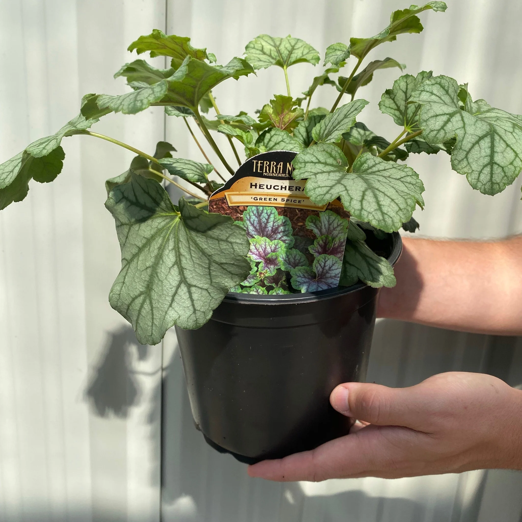 Heuchera 'Green Spice' 2L - Image 3