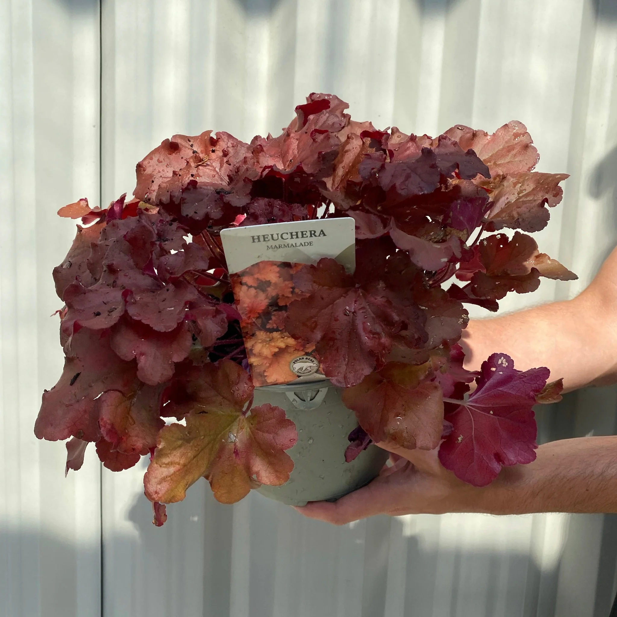 Heuchera 'Marmalade' 2L - Image 3