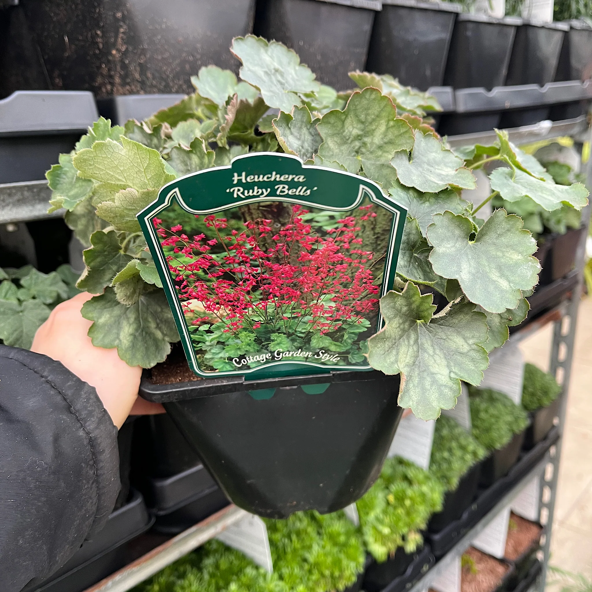 Heuchera 'Ruby Bells' 9cm/2L Growers Pot - Image 3