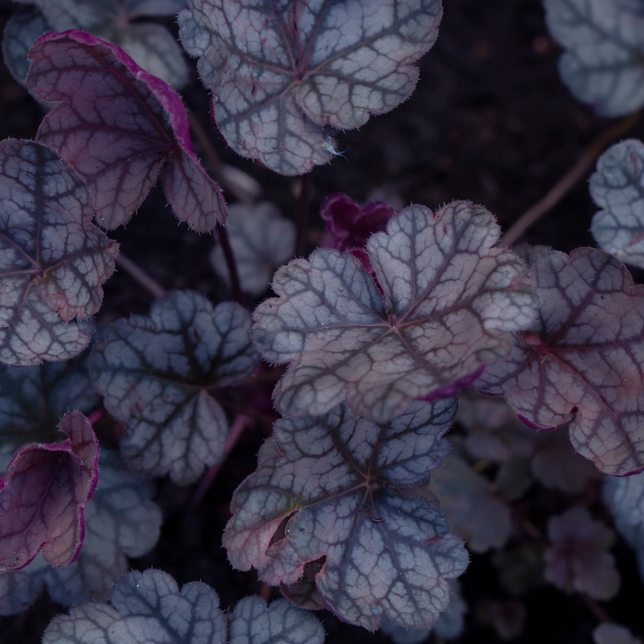 Heuchera 'Toncka Iced Olive' 2L