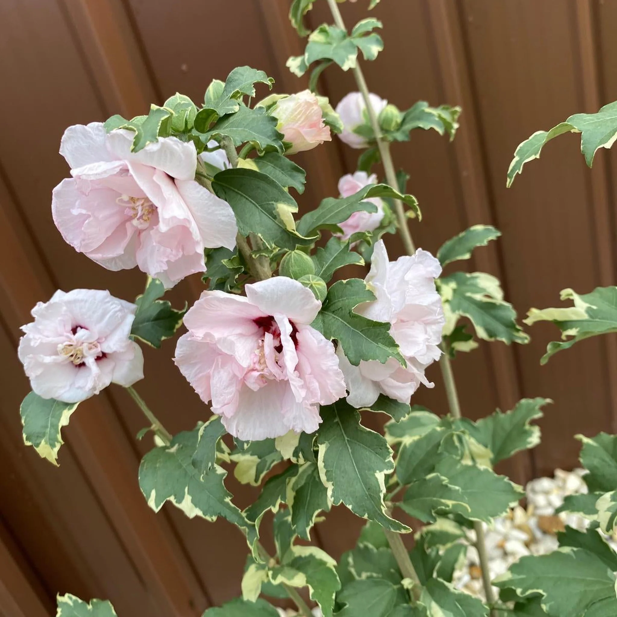 Hibiscus 'Sugar Tip' 3L - Image 2