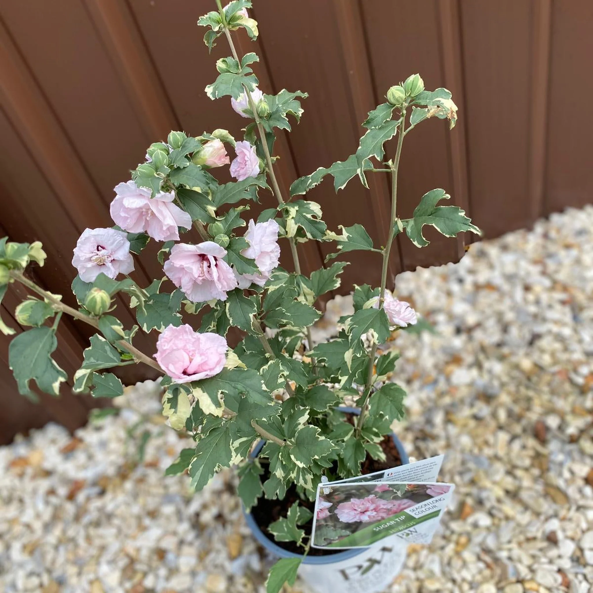 Hibiscus 'Sugar Tip' 3L - Image 3