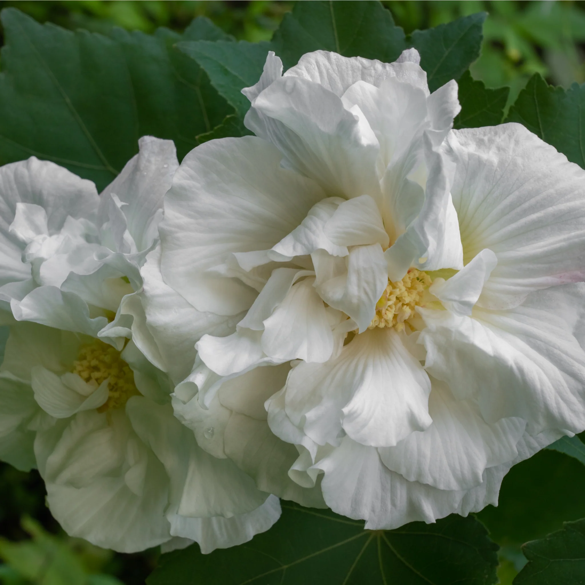 Hibiscus Syriacus 'Admiral Dewey' - White - Image 3