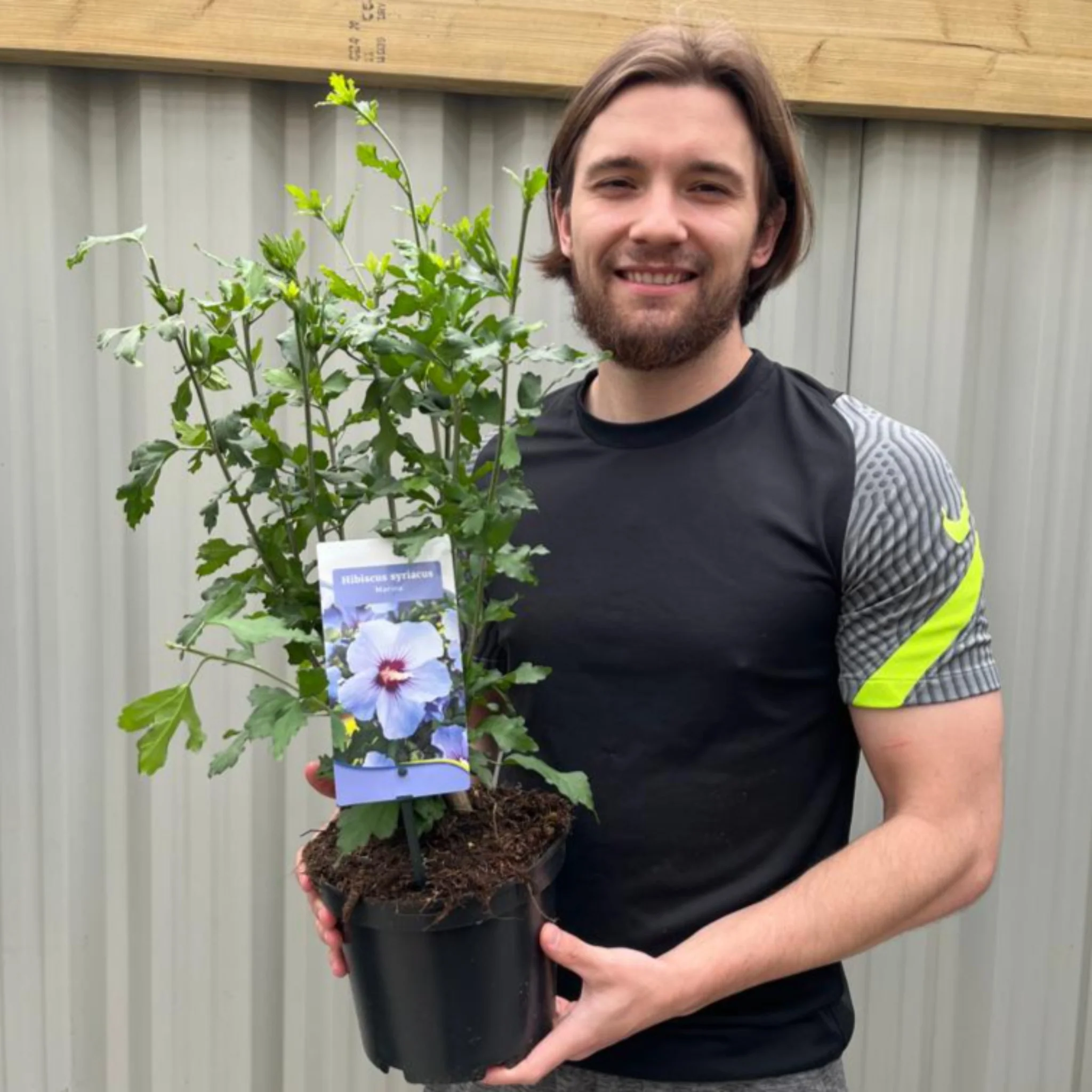 Hibiscus Syriacus 'Marina' 1.5L - Image 3