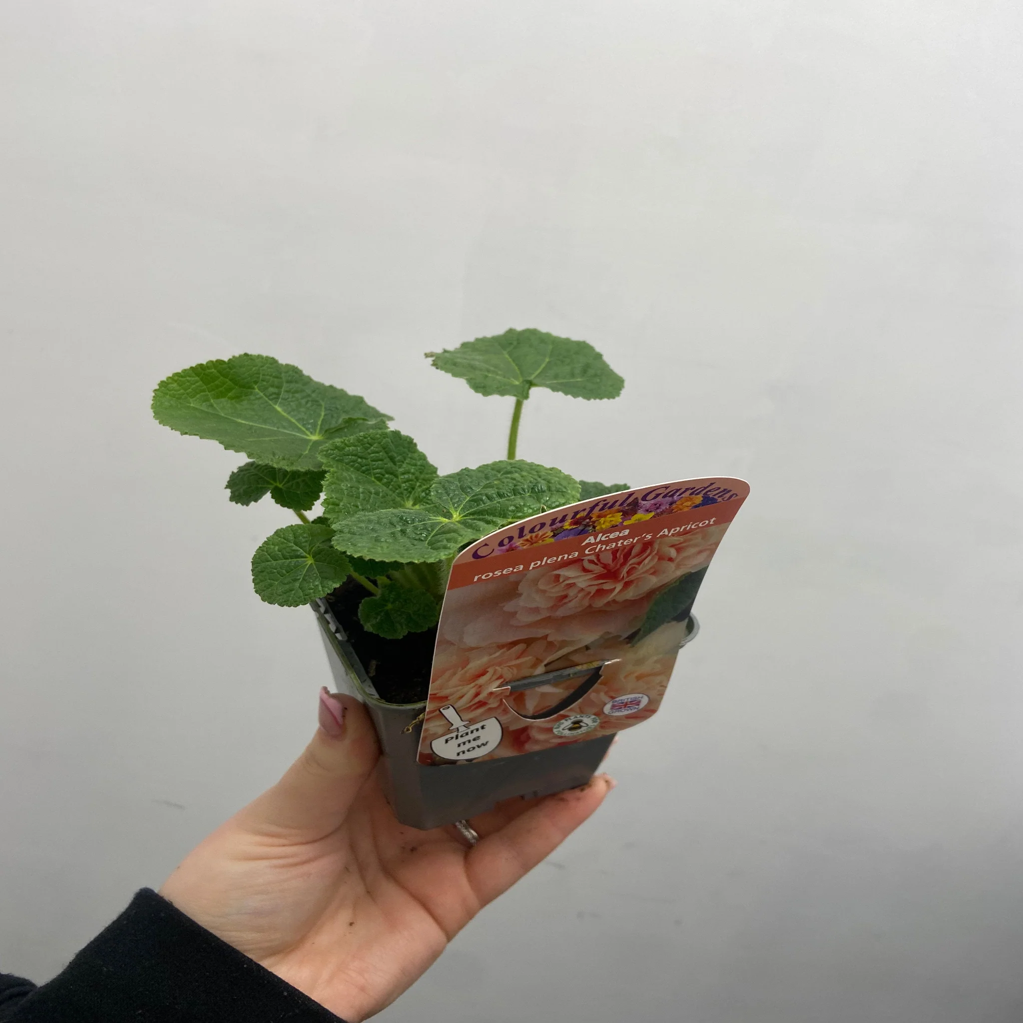 Hollyhock (Alcea) 'Chater's Apricot ' 9cm/1.5L/2L - Image 2