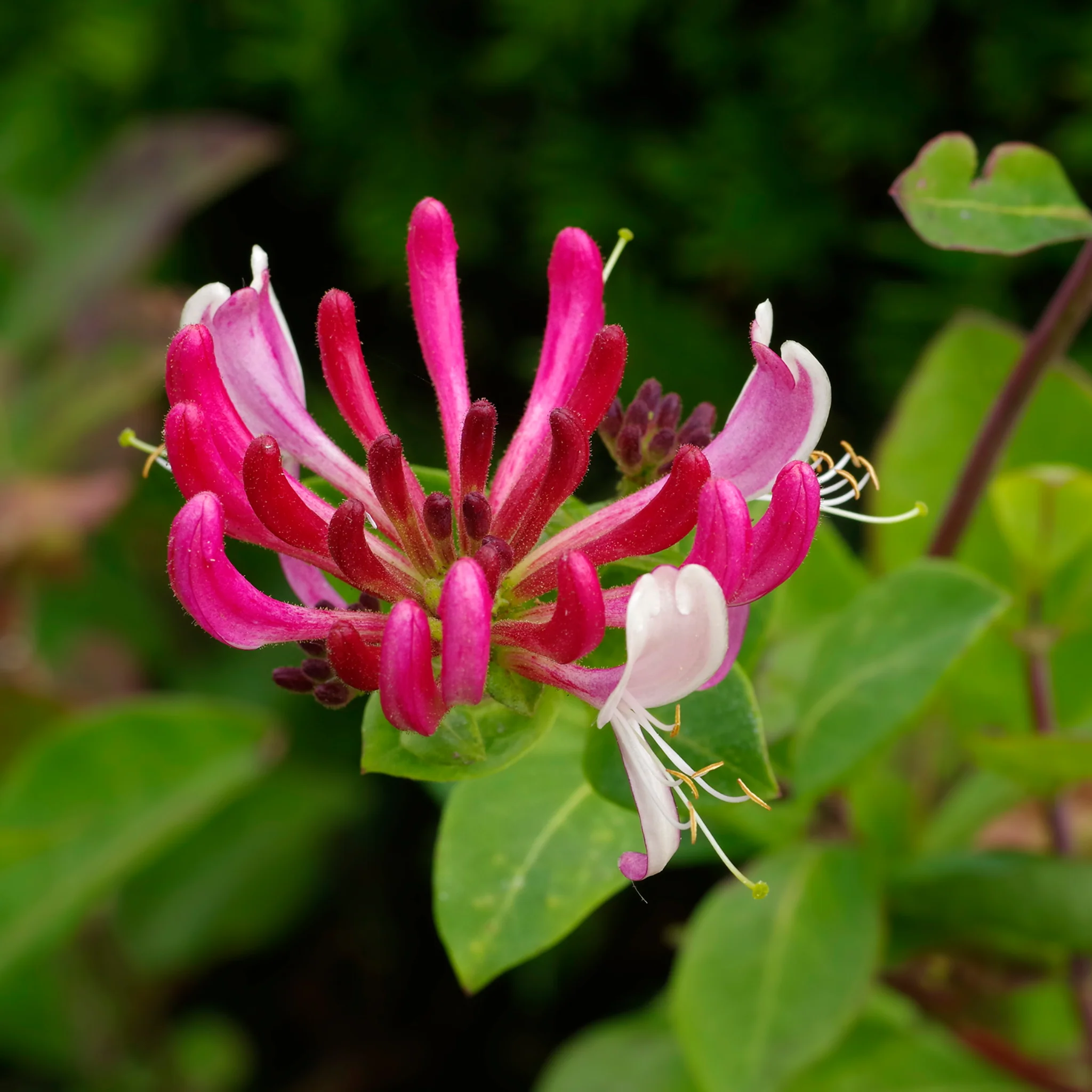 Honeysuckle periclymenum 'Serotina' 60cm - Image 2