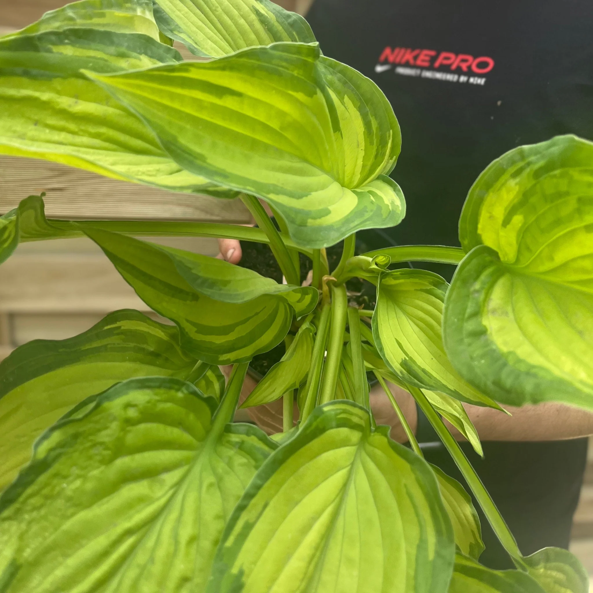 Hosta 'Albopicta' 2L - Image 3