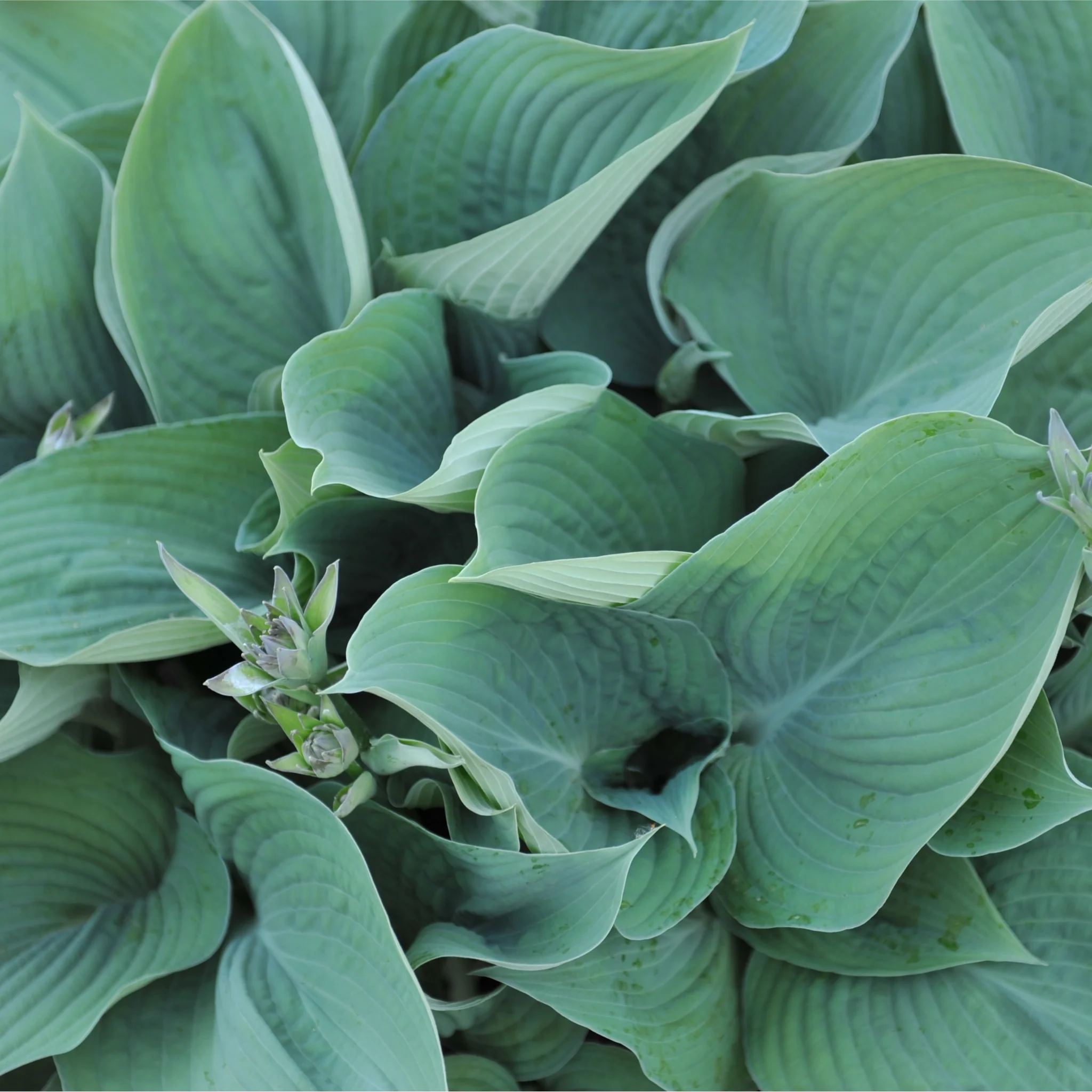 Hosta 'Blue Angel' 9cm/2L