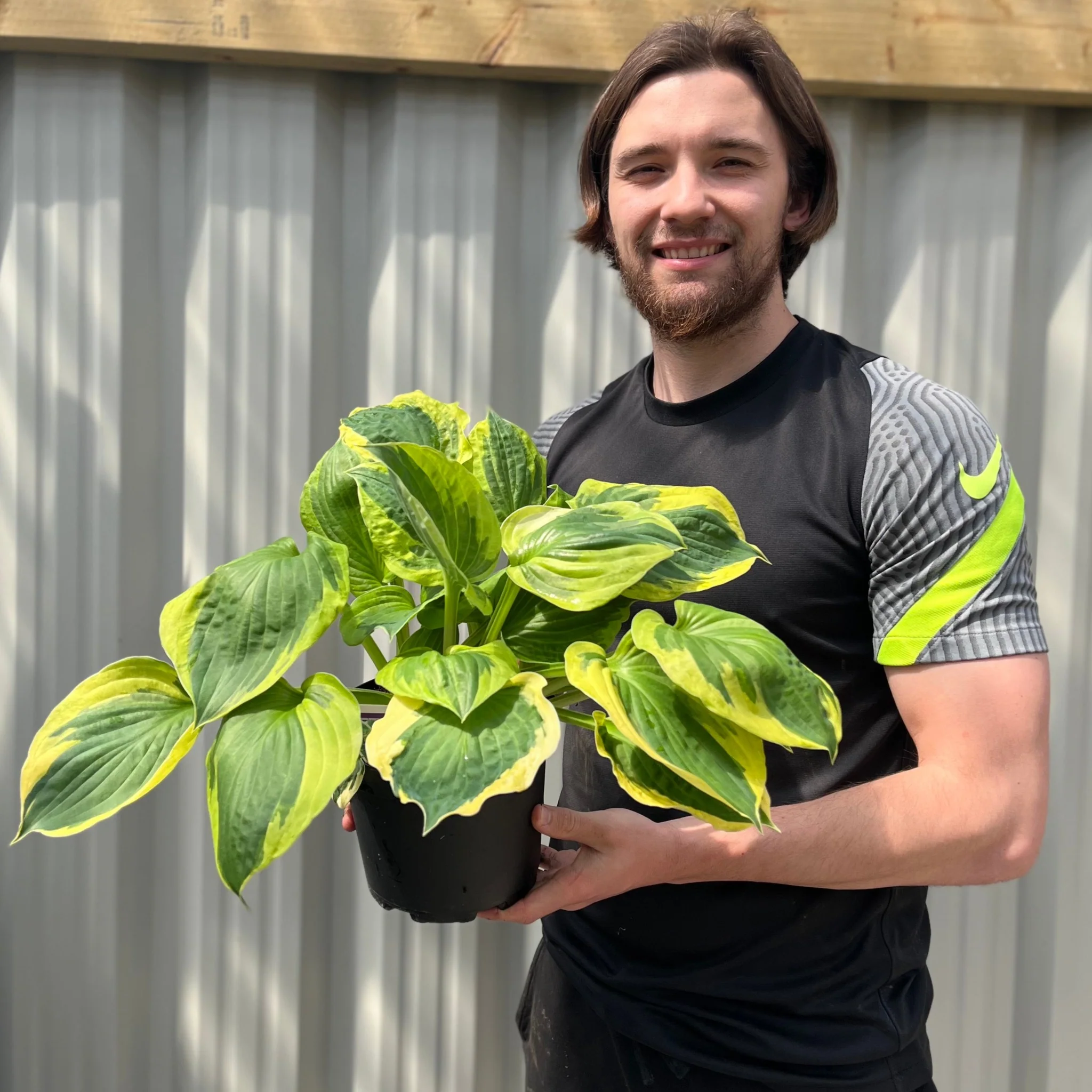 Hosta 'Twilight' 2L - Image 2