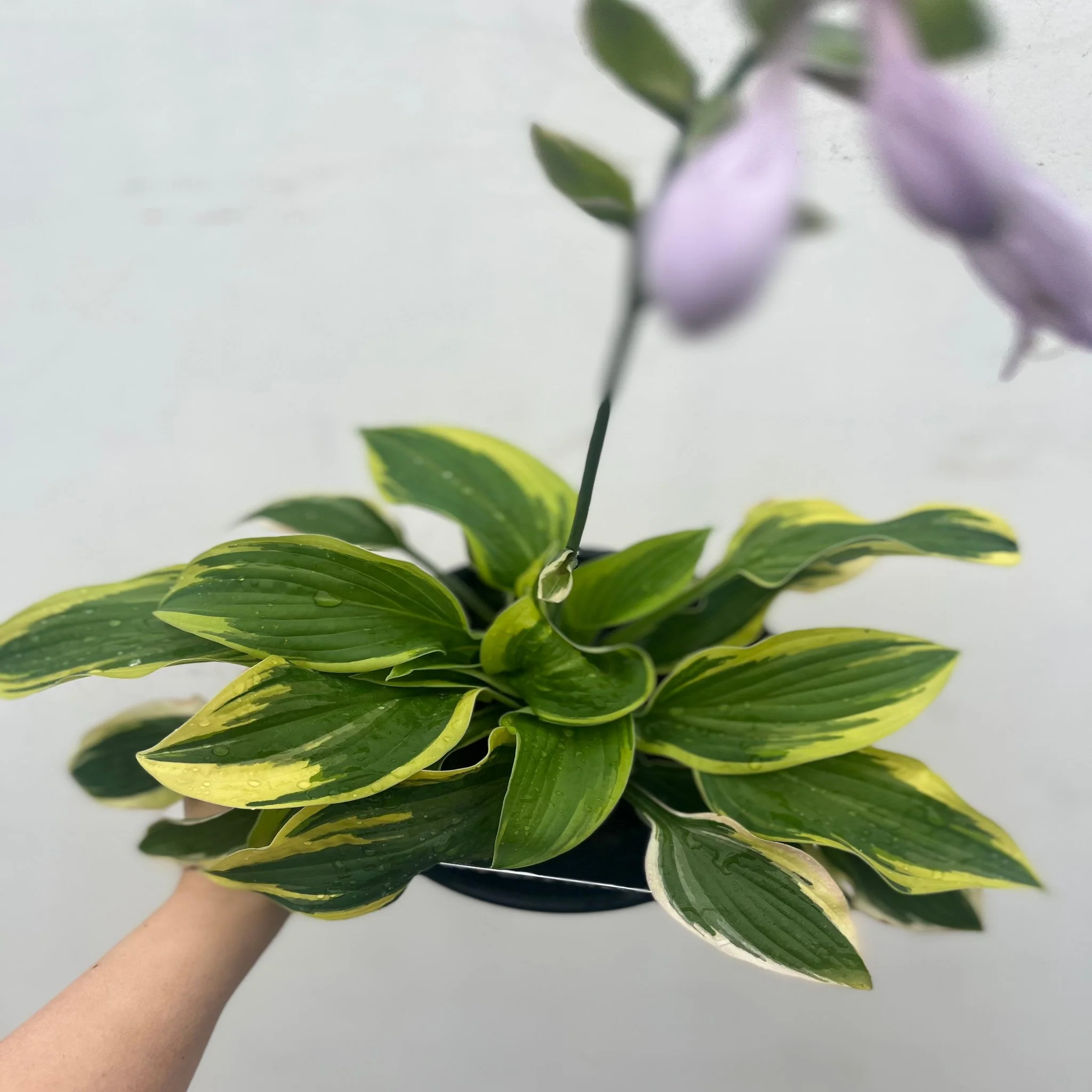 Hosta 'Wide Brim' 9cm/2L - Image 4