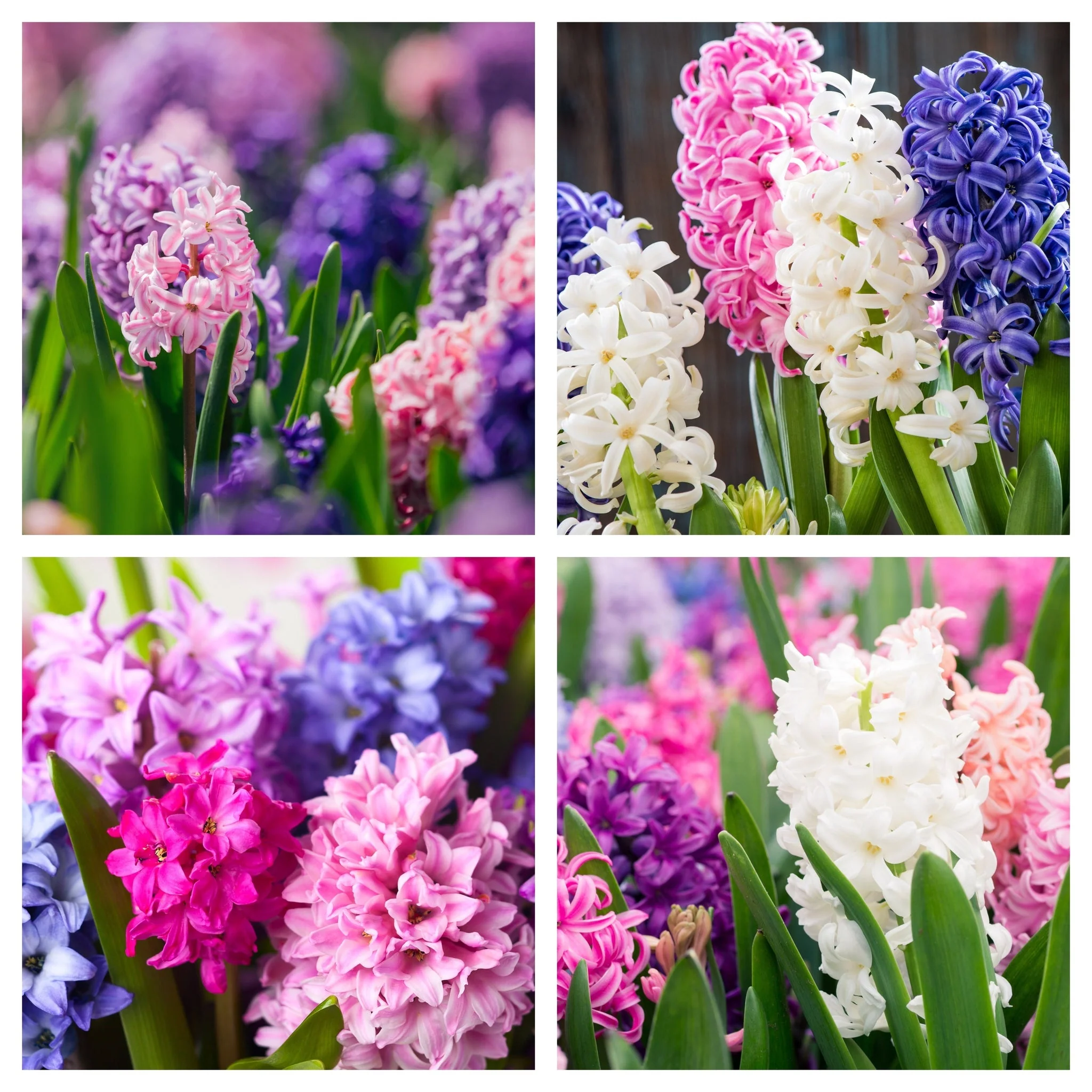 Hyacinth Mixed (3/7 Bulbs) - Image 2